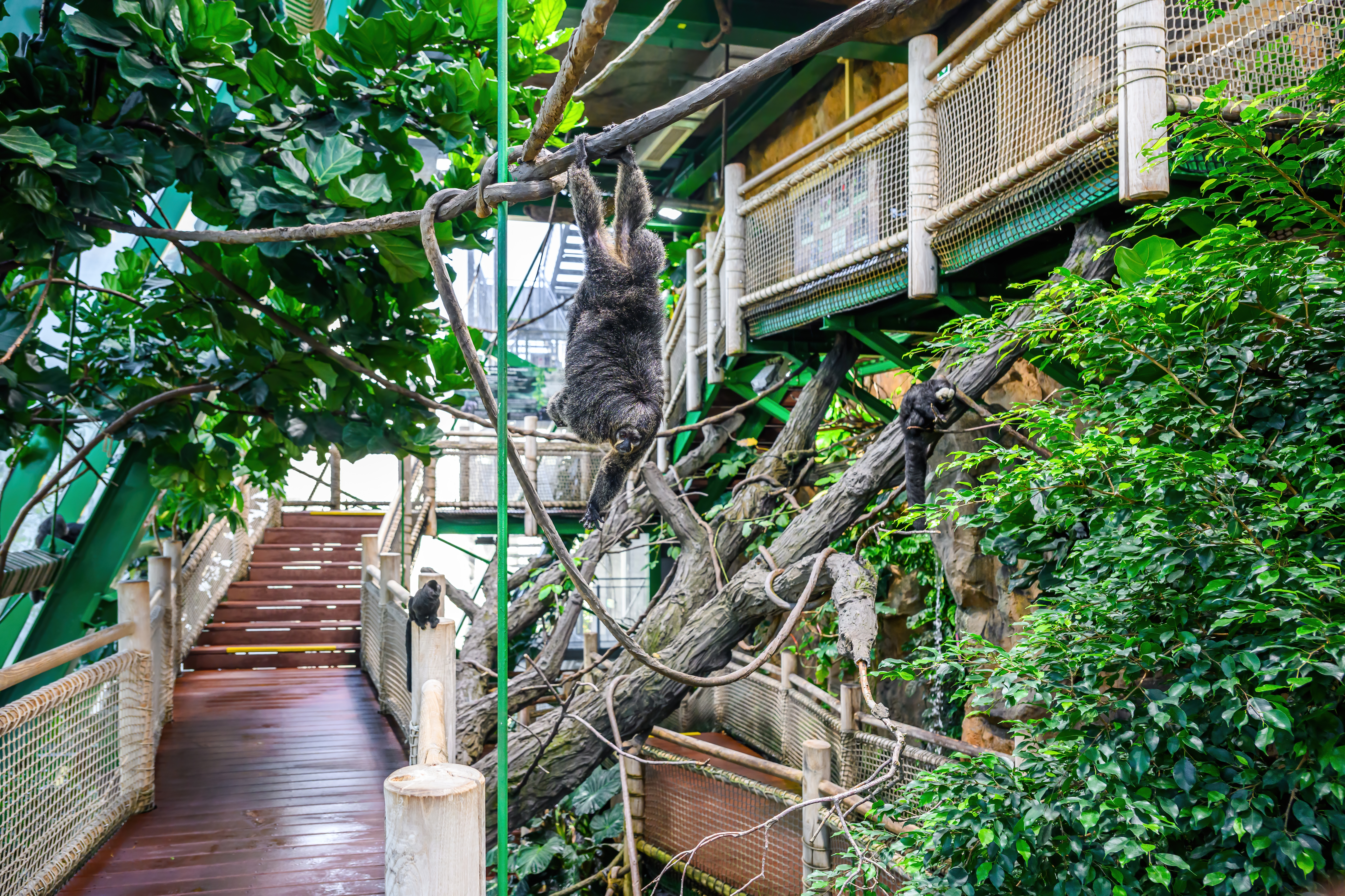 Tropical house