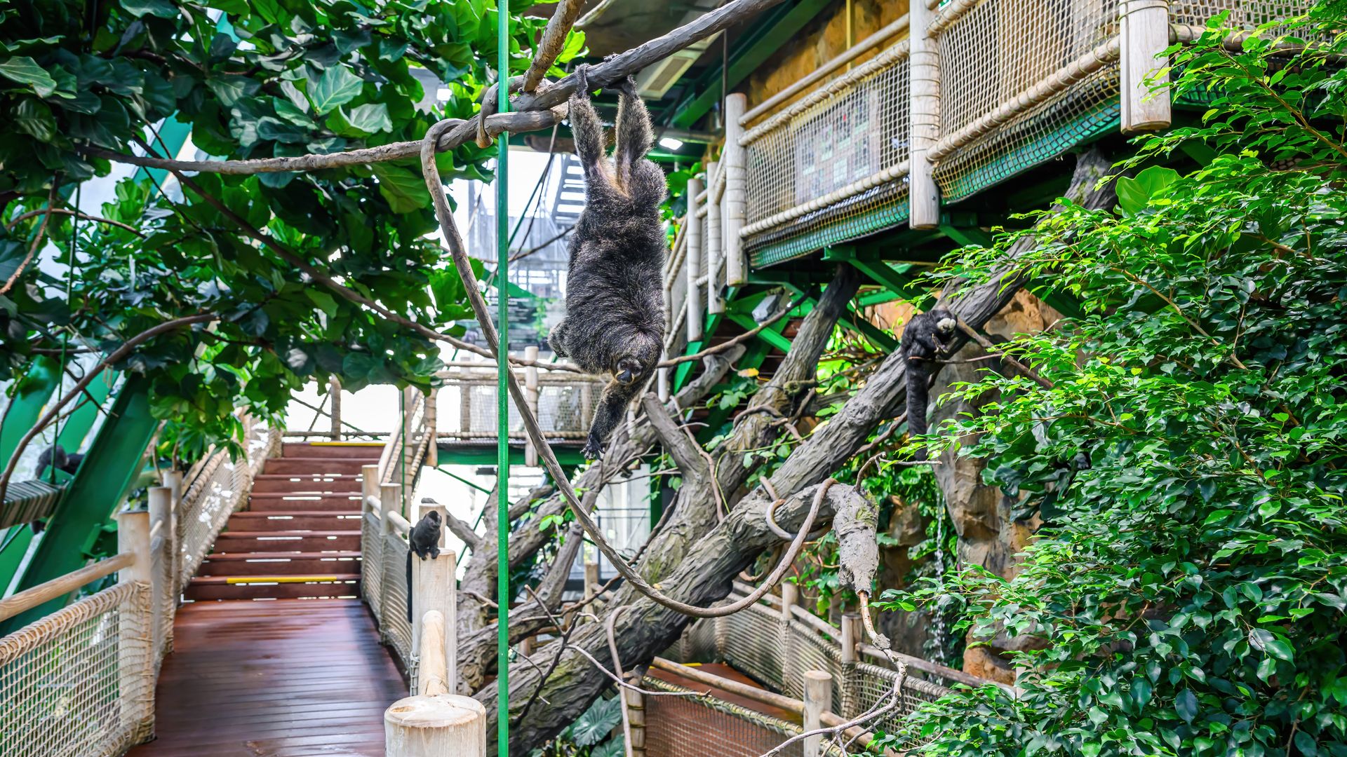 Tropical house