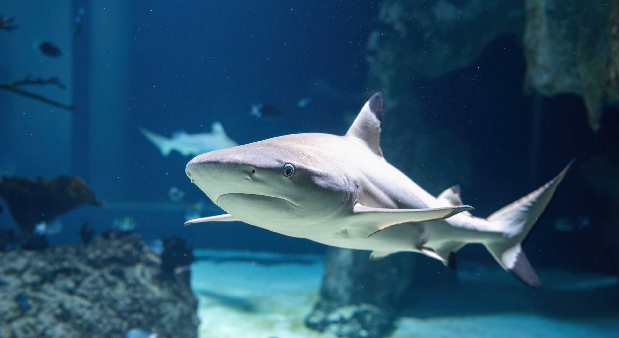 Blacktip reef shark