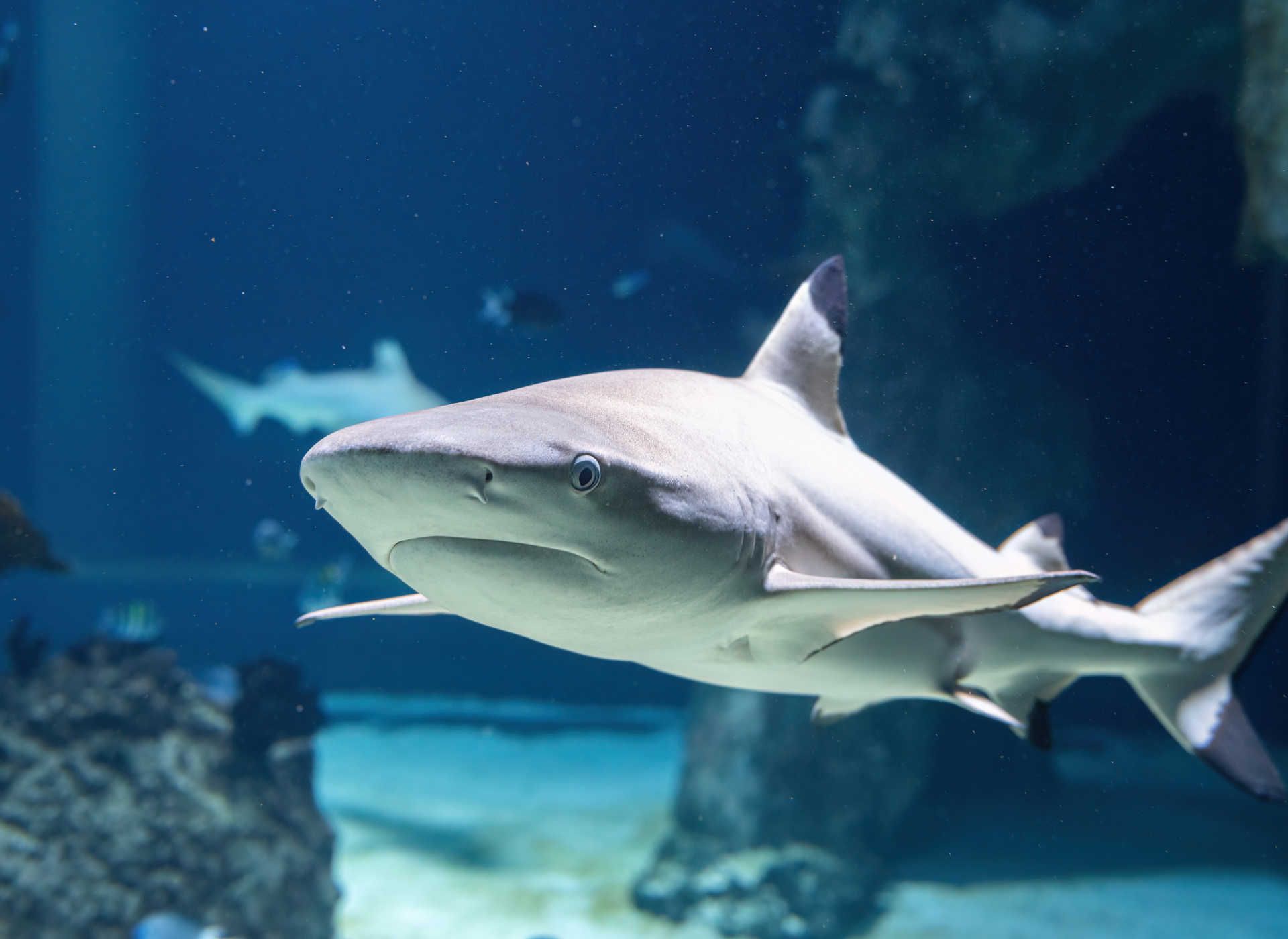 Blacktip reef shark