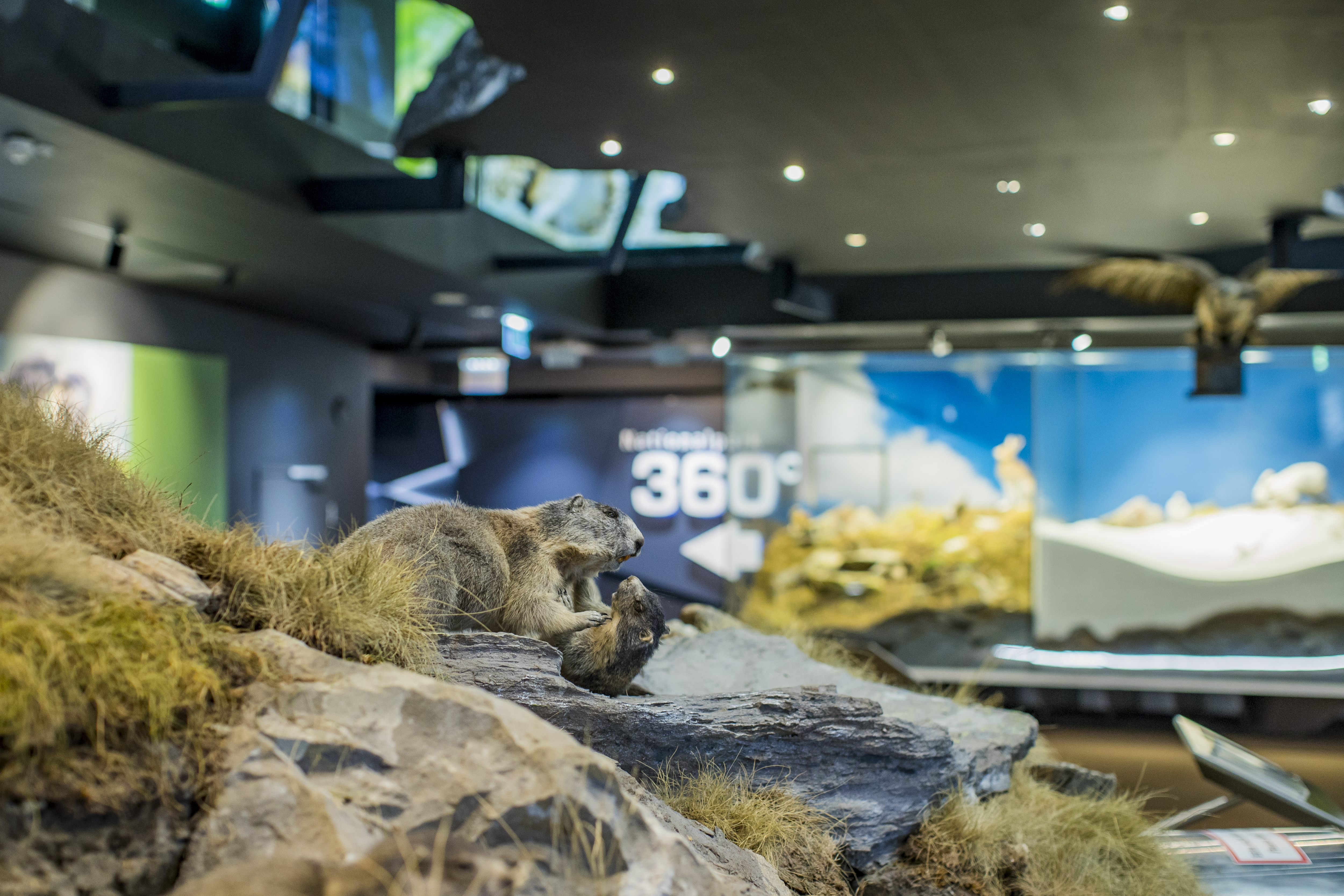 Exhibition of marmots and co