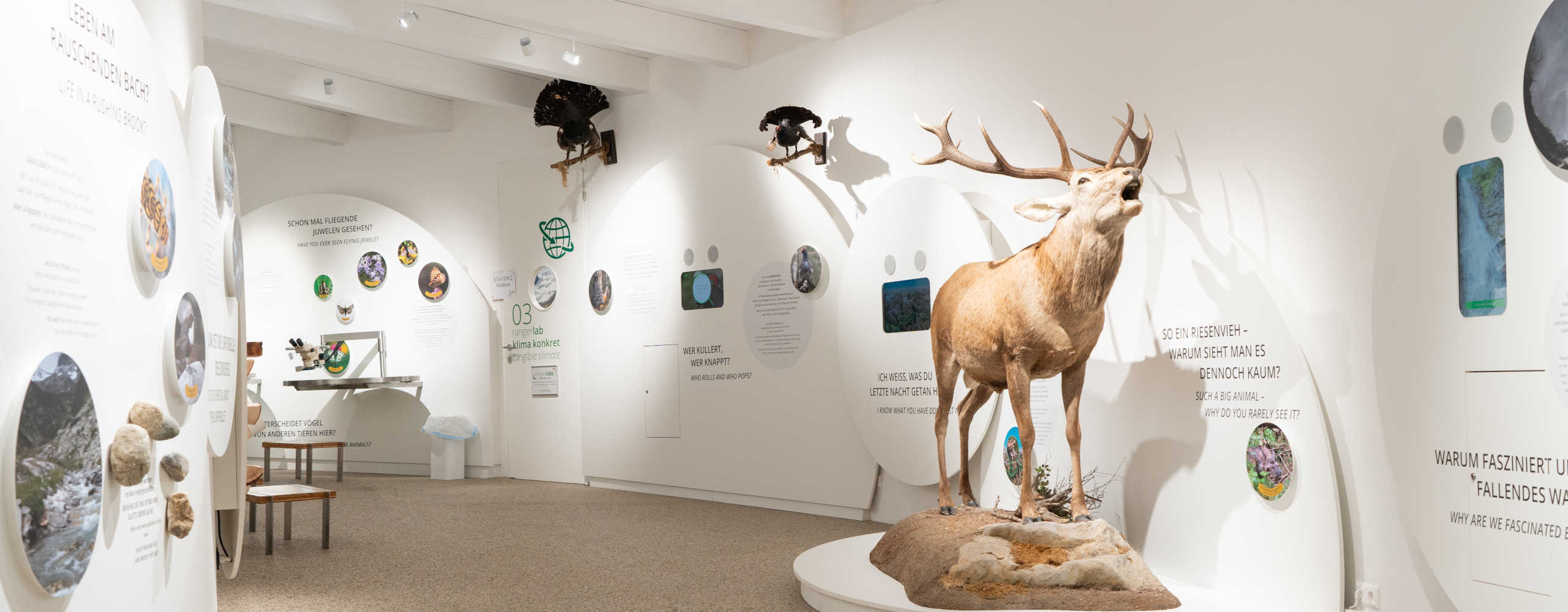 Ausstellung im BIOS Nationalparkzentrum Mallnitz mit Hirschpräparat und interaktiven Stationen zur Tierwelt der Hohen Tauern.
