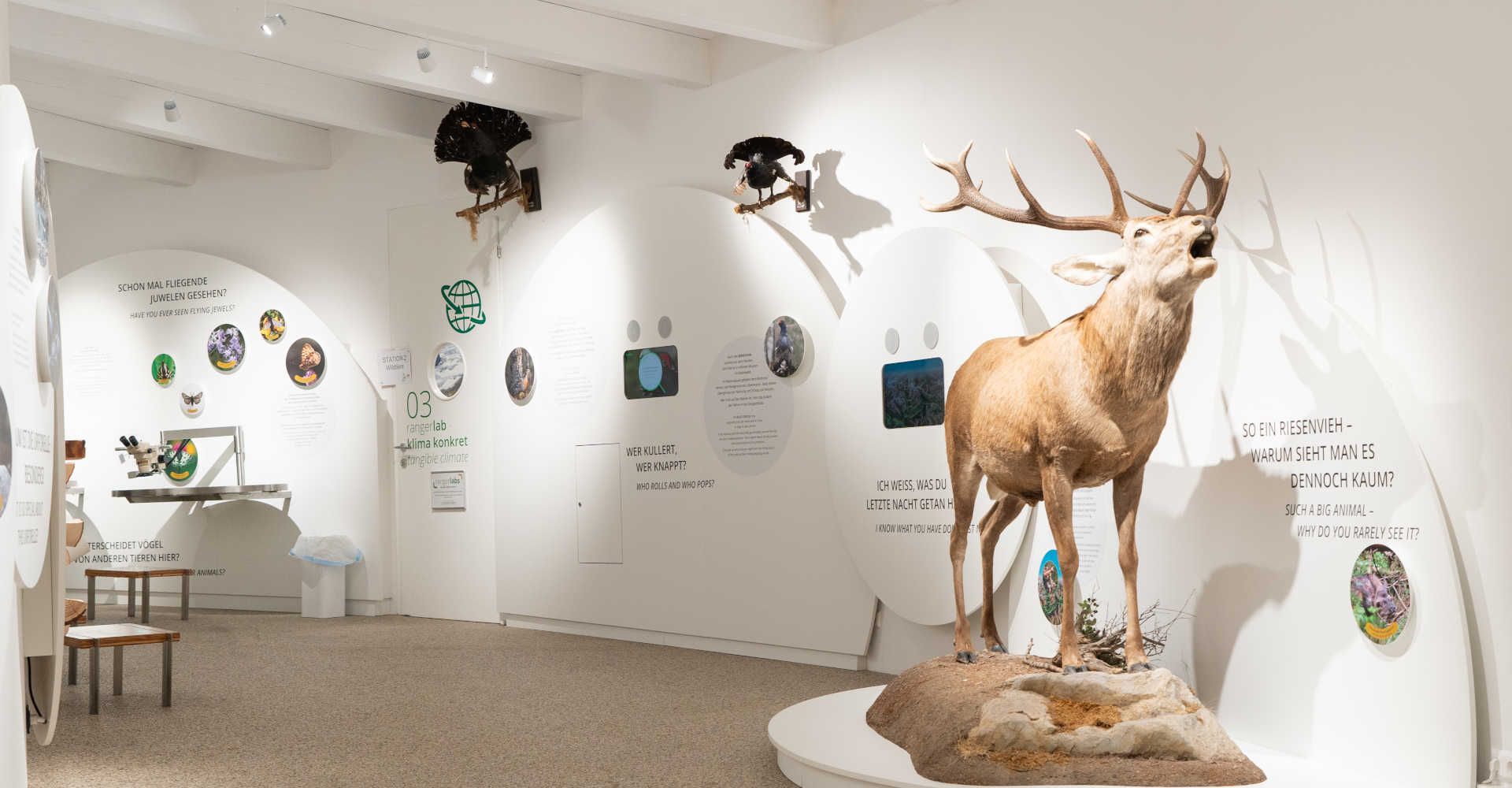 Ausstellung im BIOS Nationalparkzentrum Mallnitz mit Hirschpräparat und interaktiven Stationen zur Tierwelt der Hohen Tauern.