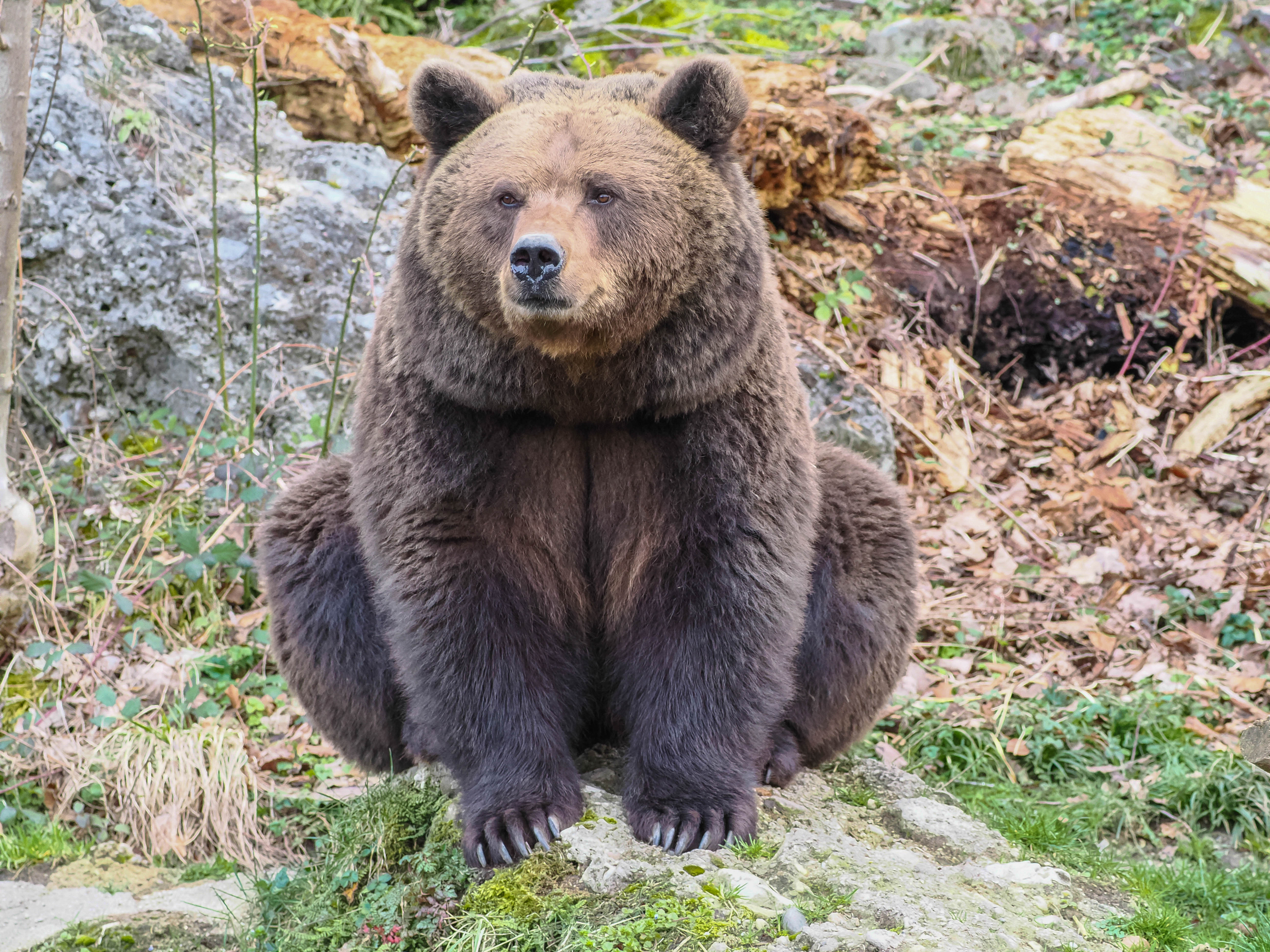 Brown bear