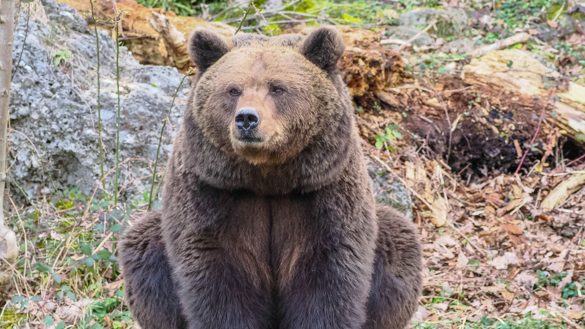 Brown bear