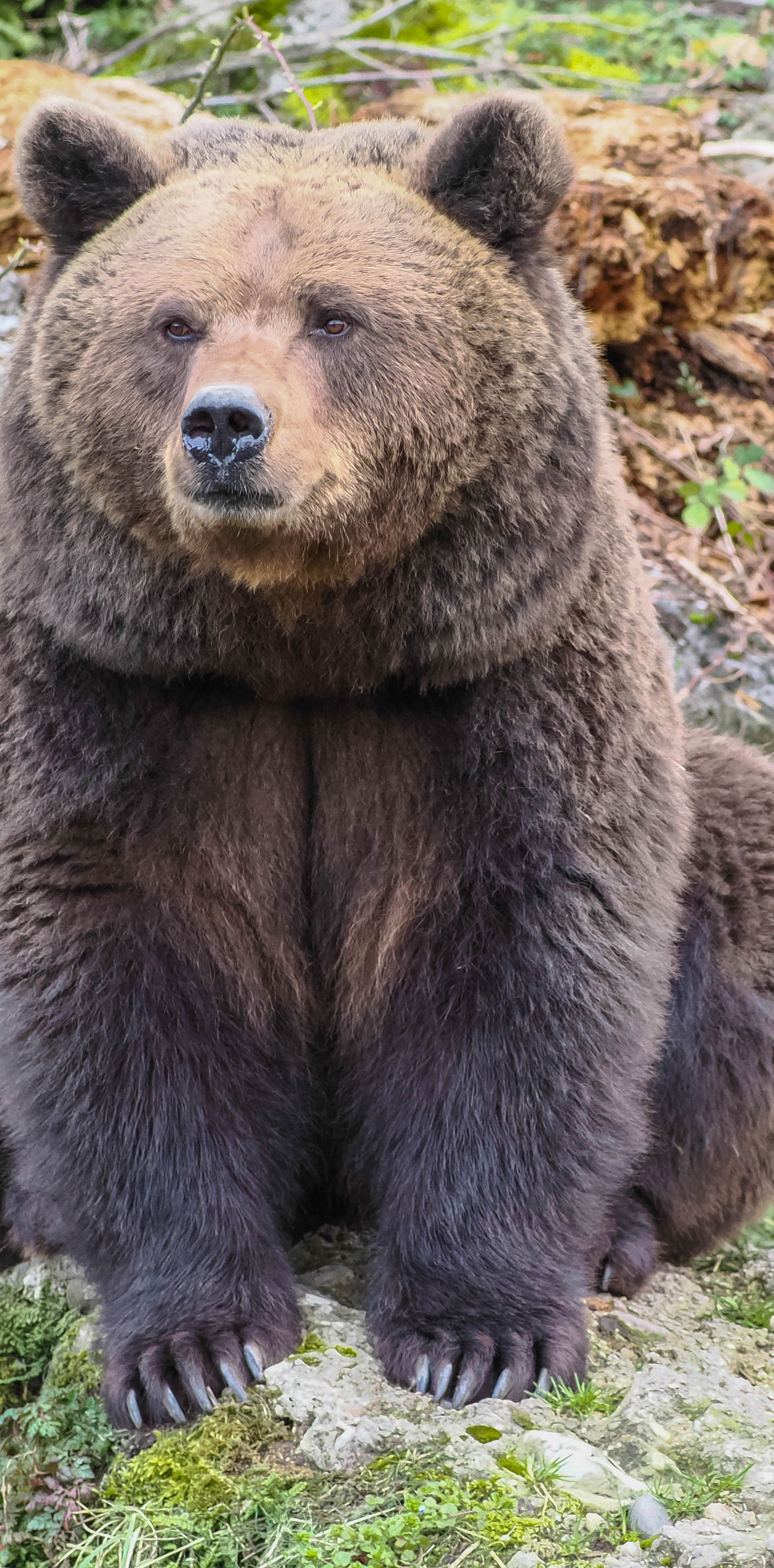 Brown bear