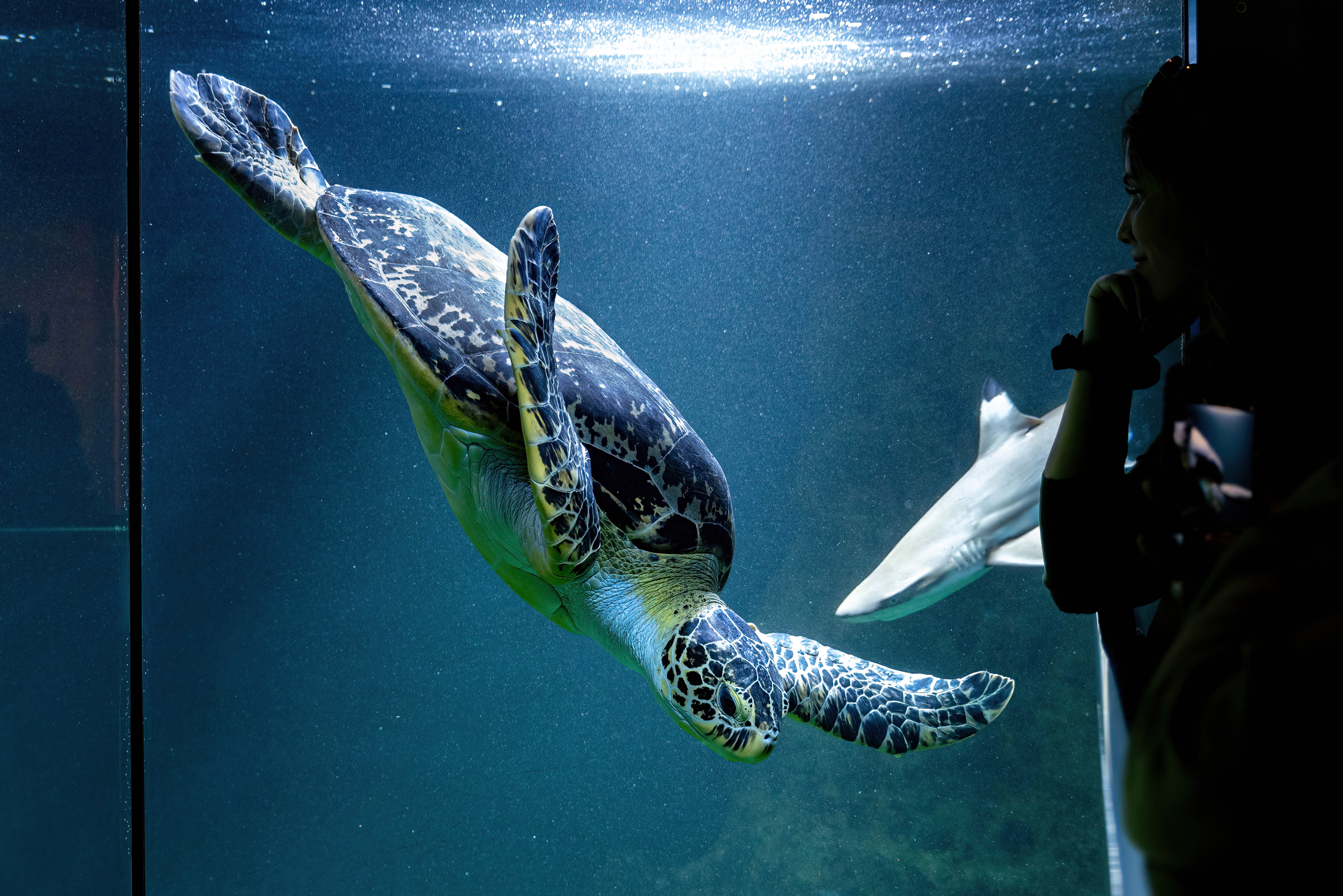 Green sea turtle
