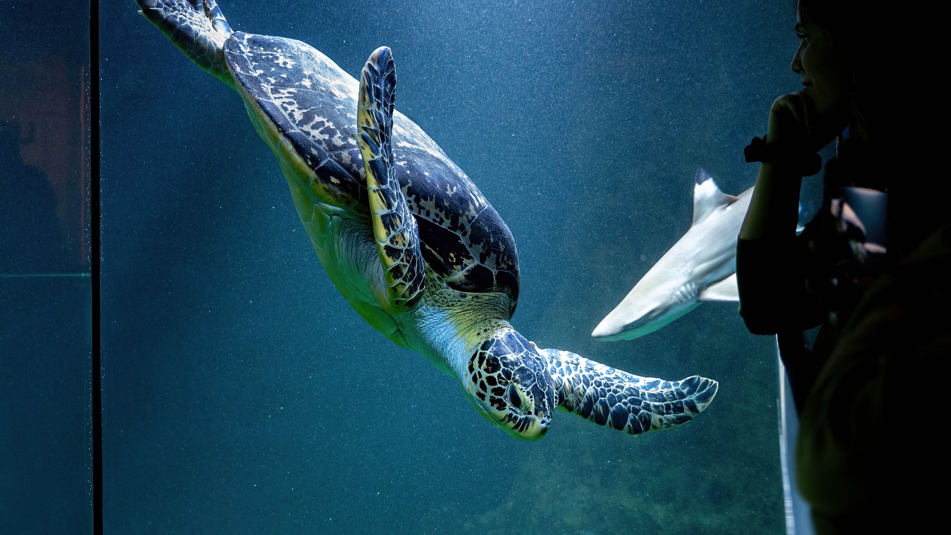 Green sea turtle