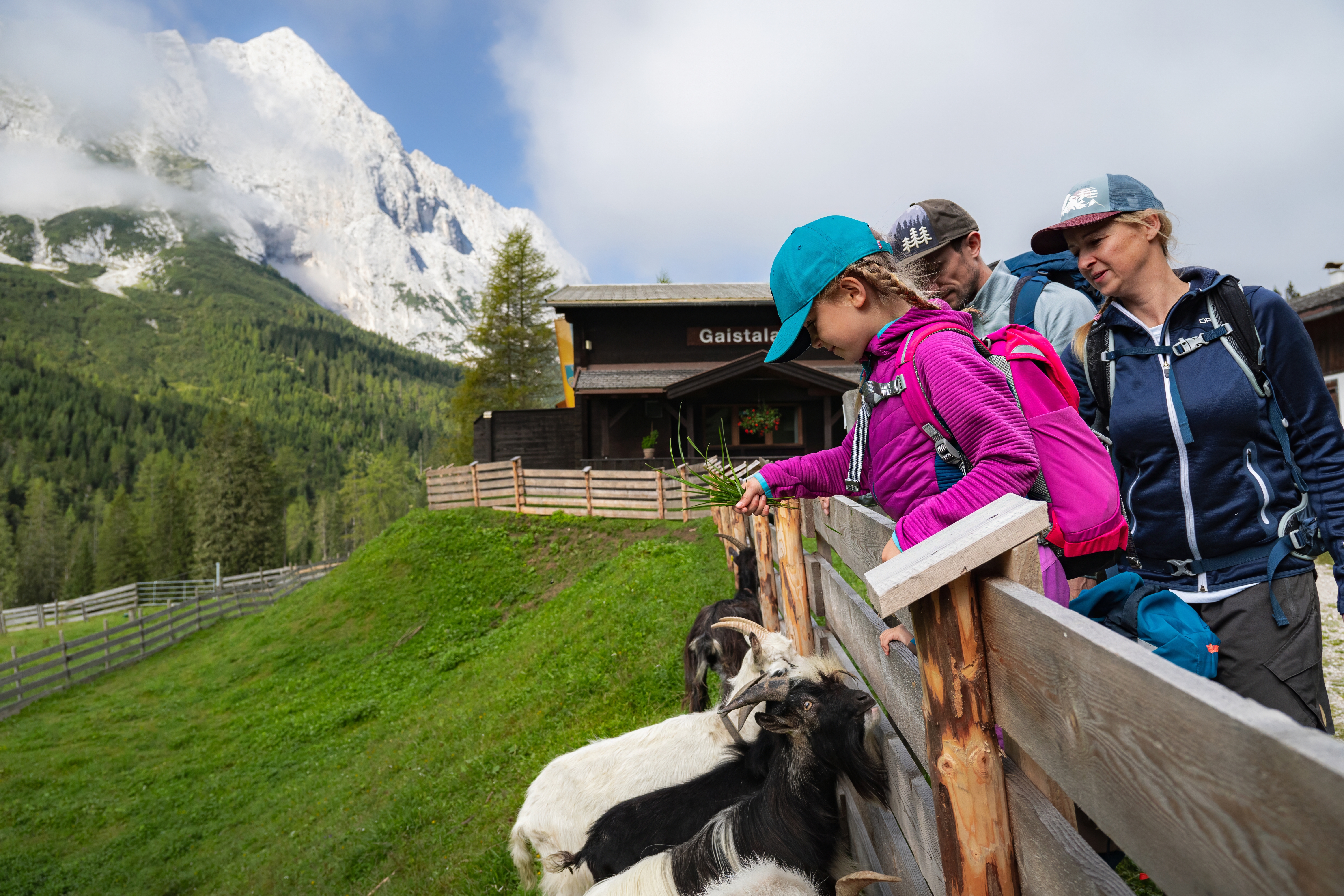 Family hike in Gaistal - Daughter feeds goats at Gaistalalm