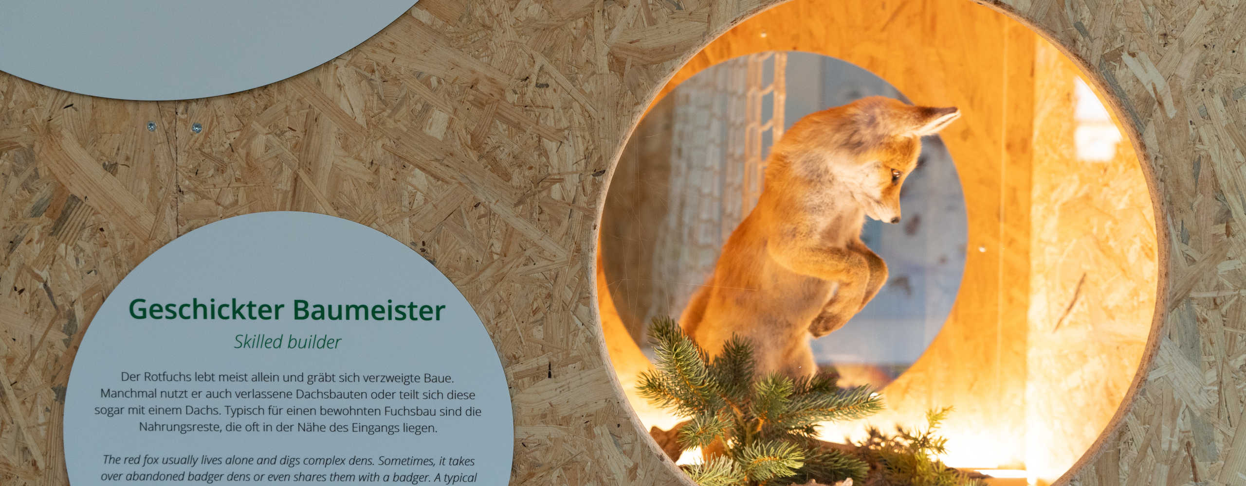 Rotfuchs in der Ausstellung des BIOS Nationalparkzentrums Mallnitz mit Informationen zur Tierwelt des Nationalparks Hohe Tauern.