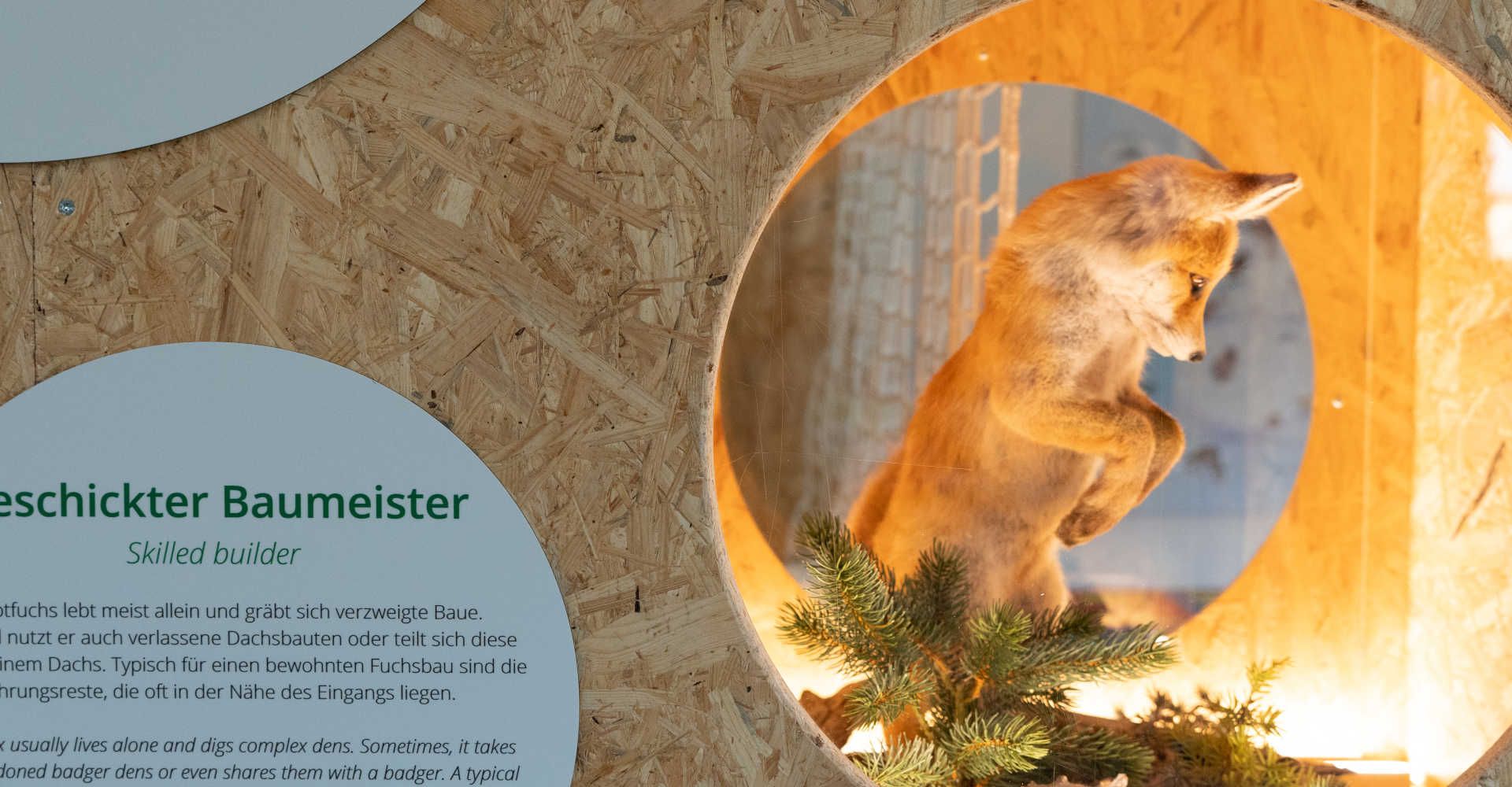 A red fox on display at the BIOS National Park Center in Mallnitz, along with information about the wildlife of the Hohe Tauern National Park.