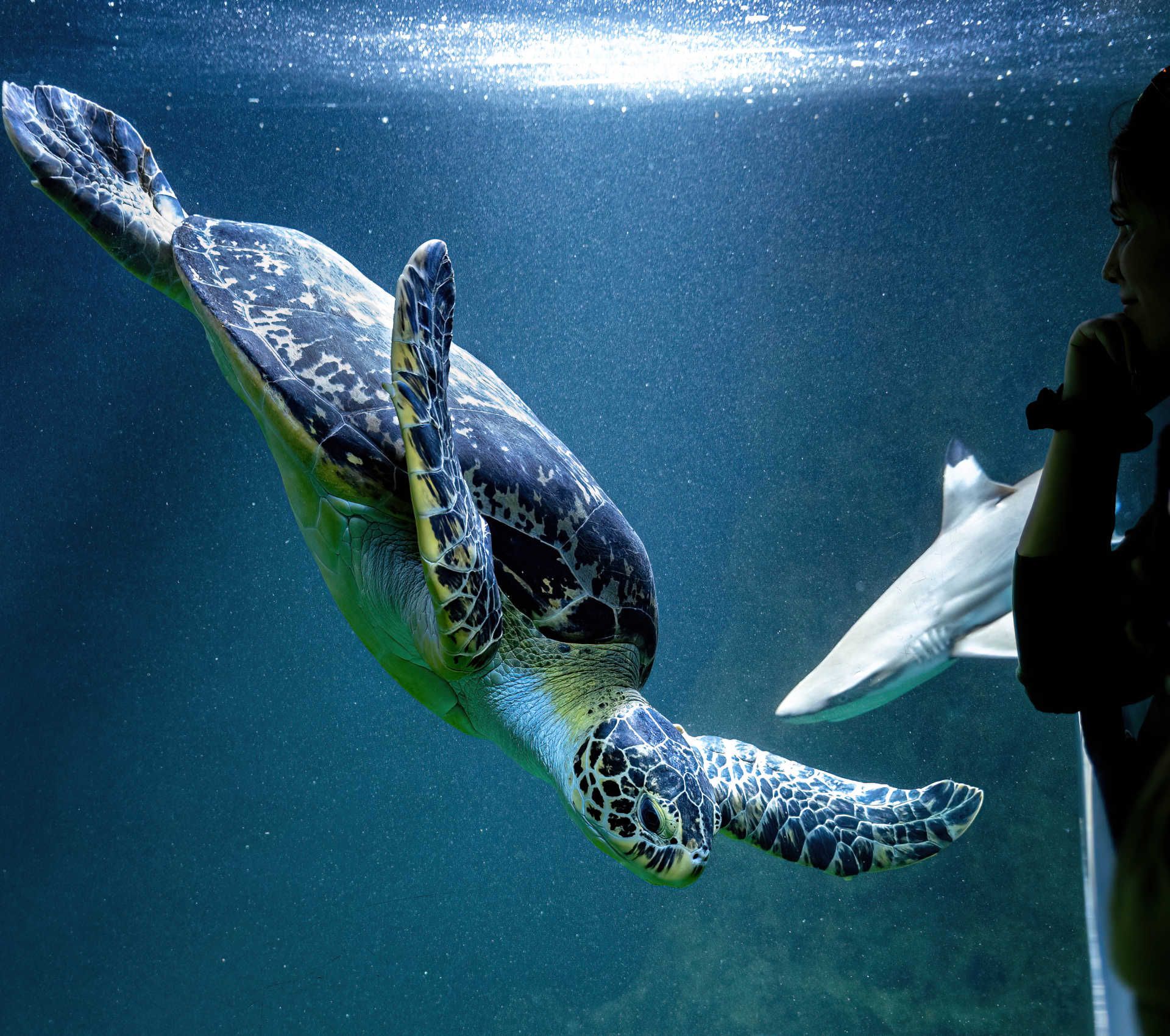 Green sea turtle