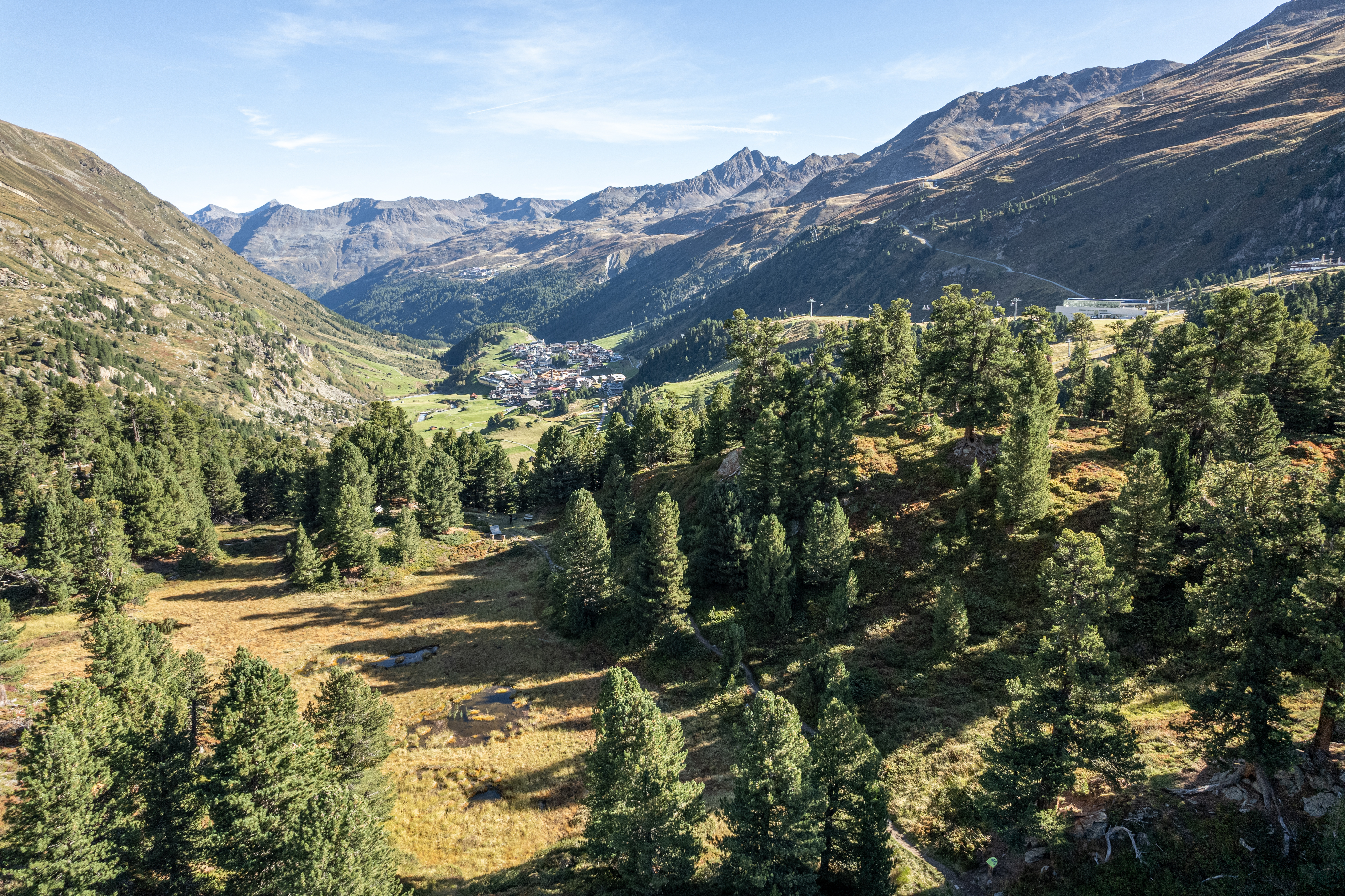 Zirbenwald