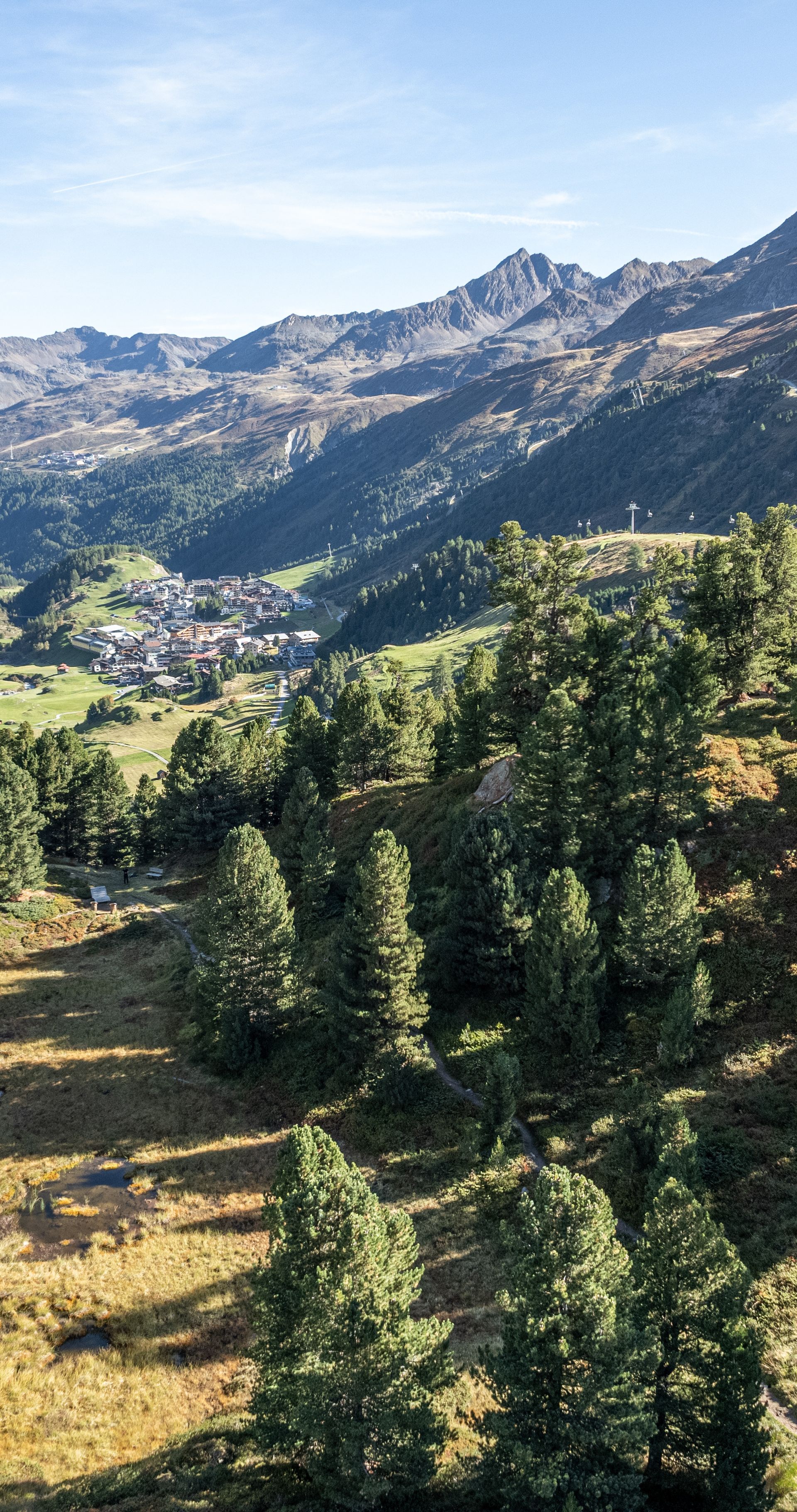 Zirbenwald
