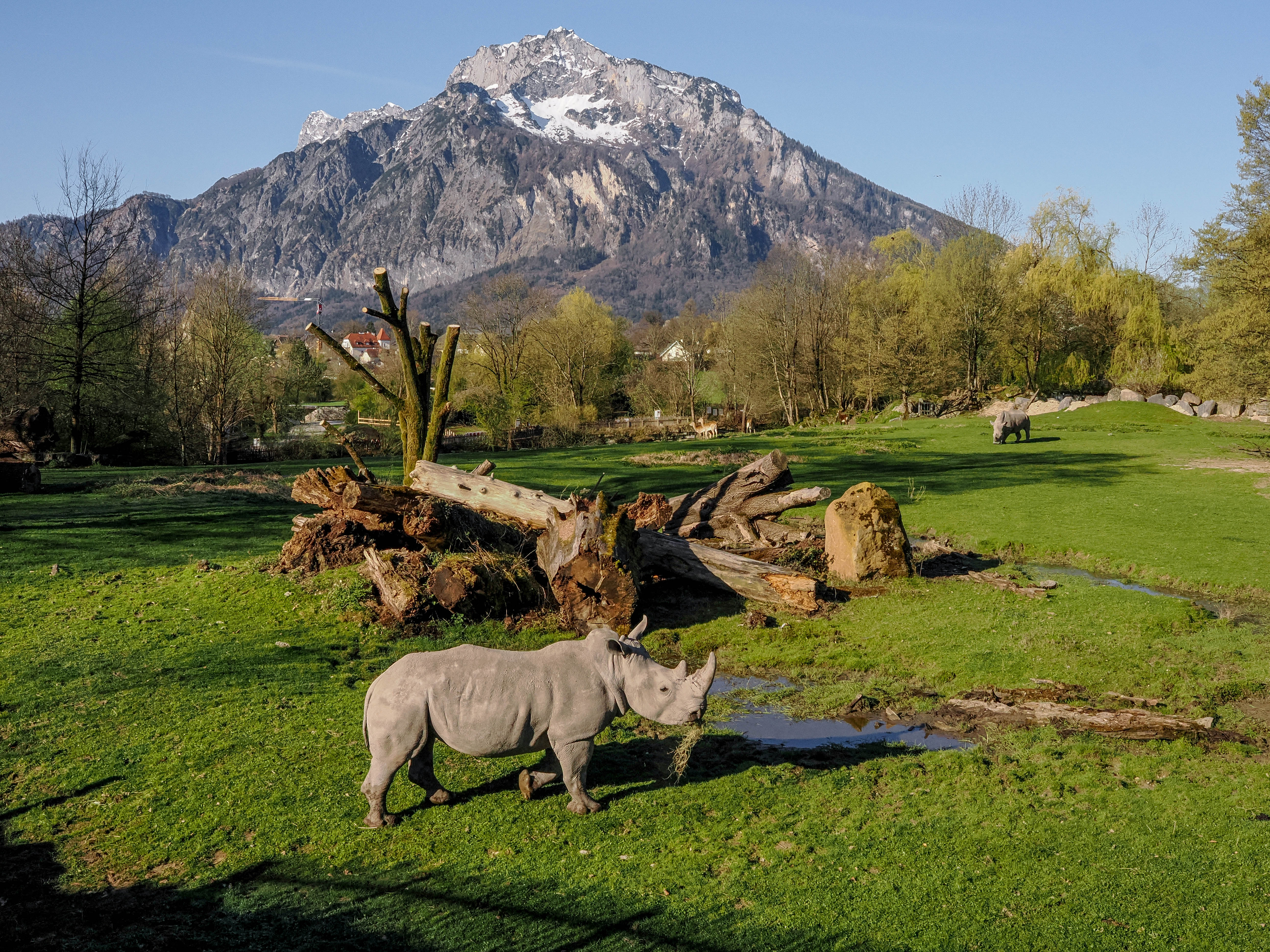 White rhino in the background the mountains