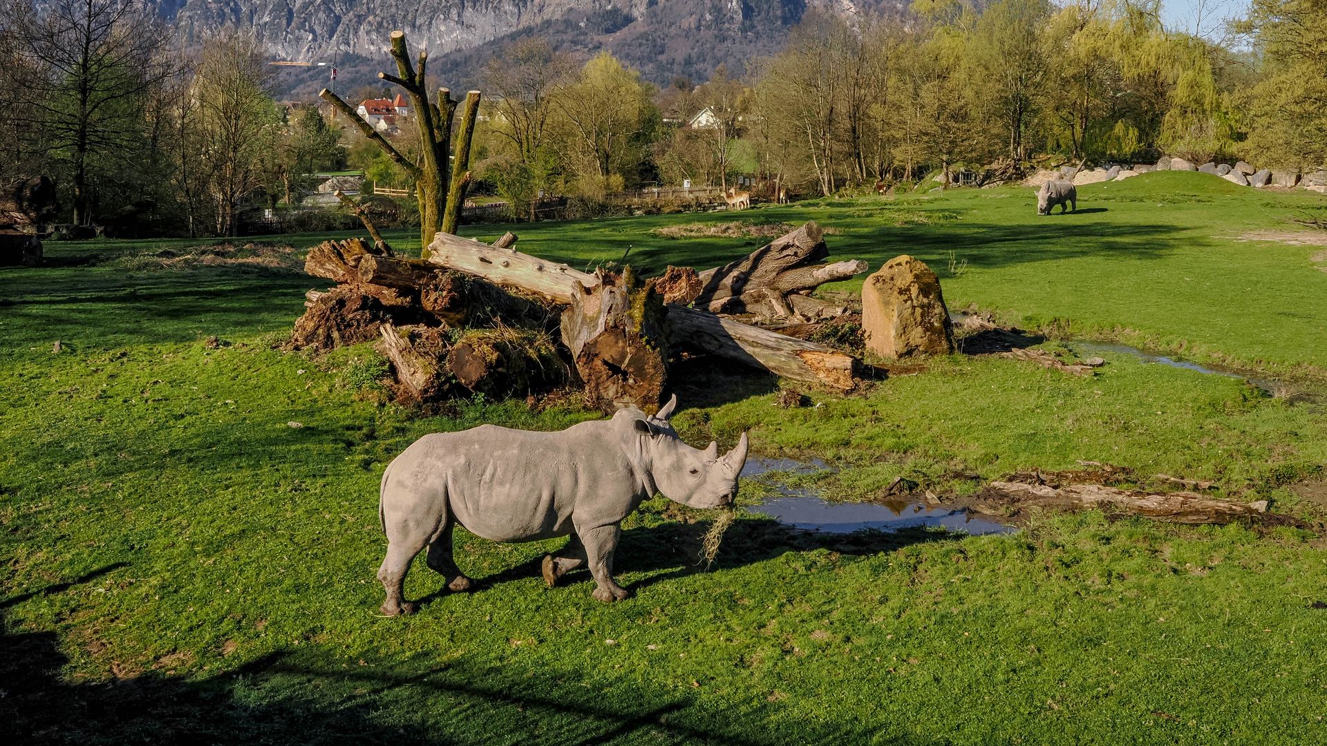 White rhino in the background the mountains