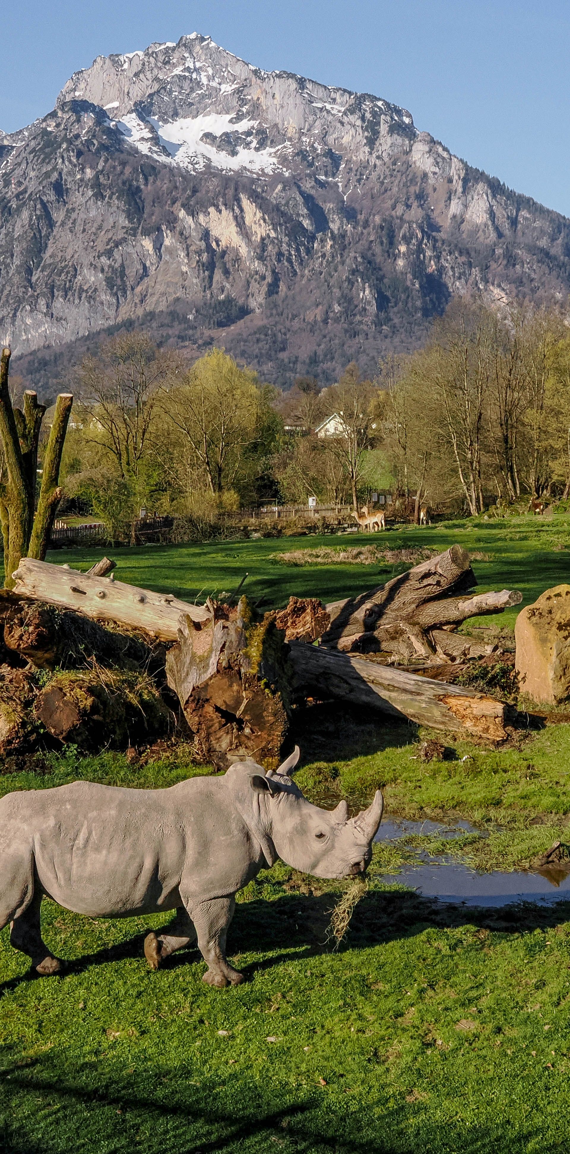 White rhino in the background the mountains
