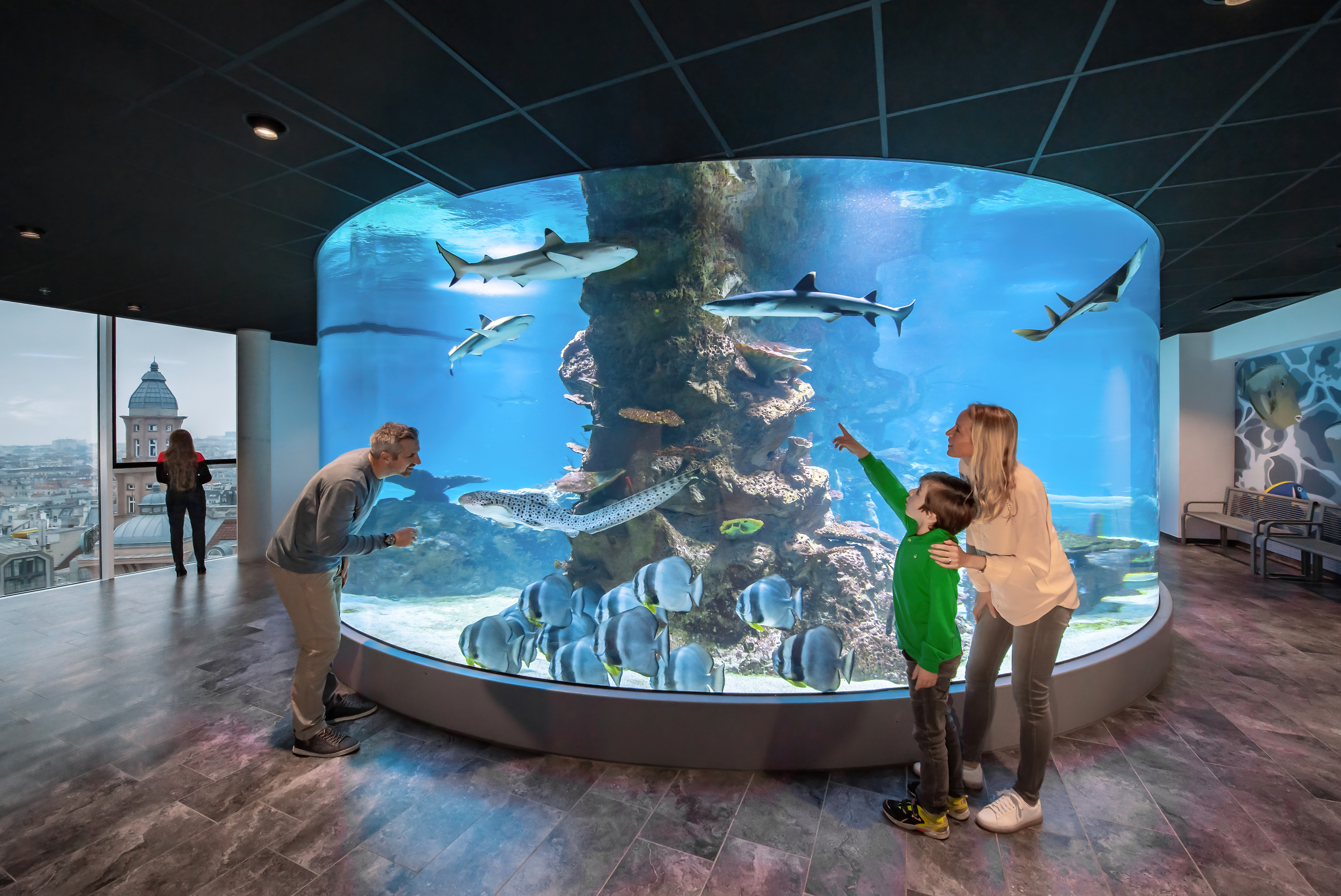 Shark tank