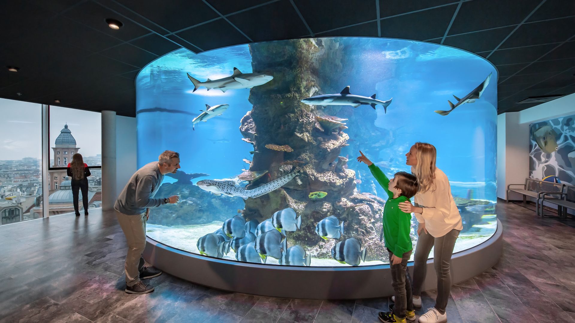 Shark tank