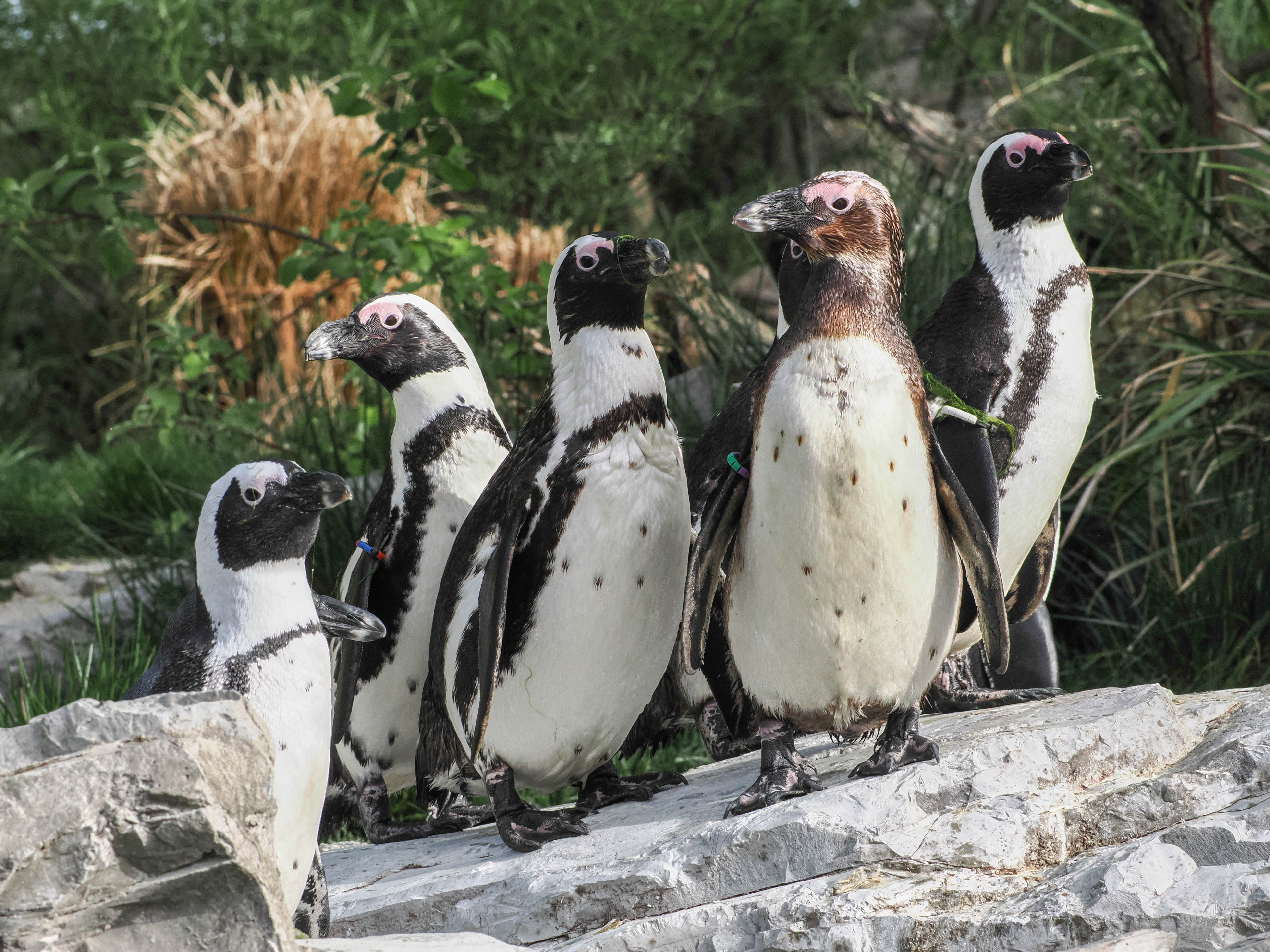 Spectacled penguins