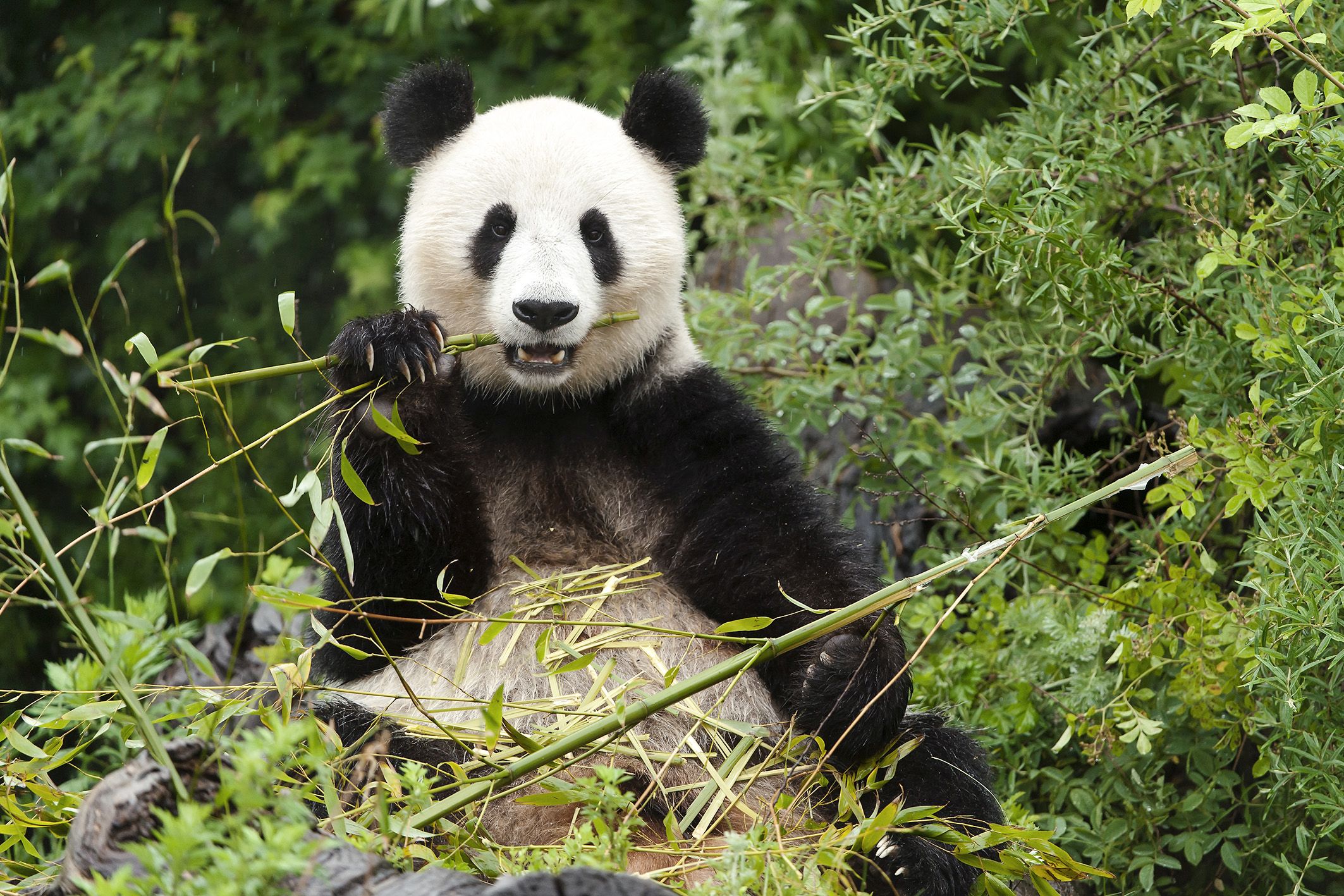 Tiergarten Schönbrunn Panda Bär