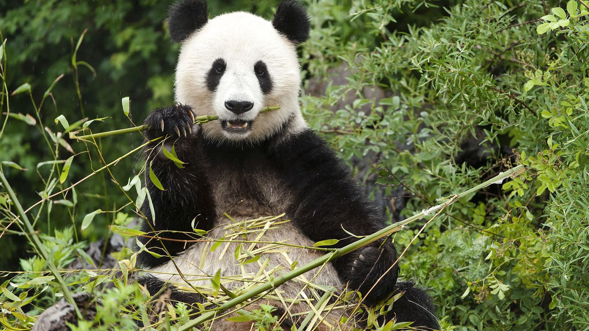 Tiergarten Schönbrunn Panda Bär