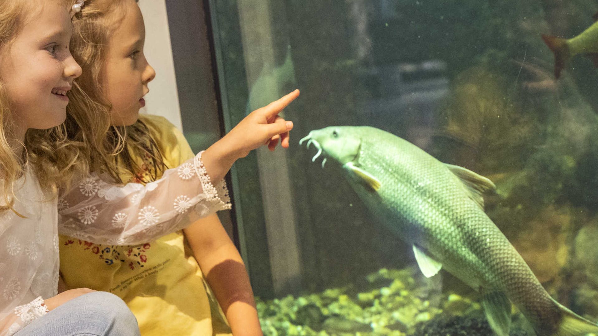Children at Aquarium