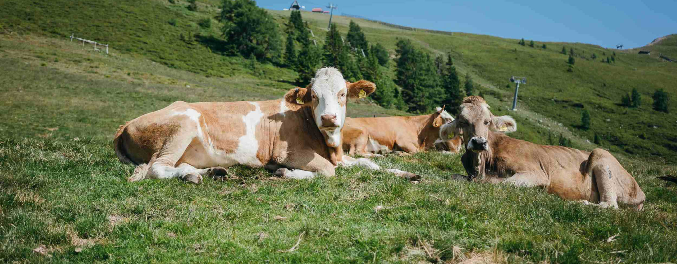 Liegende Kühe in der Wiese