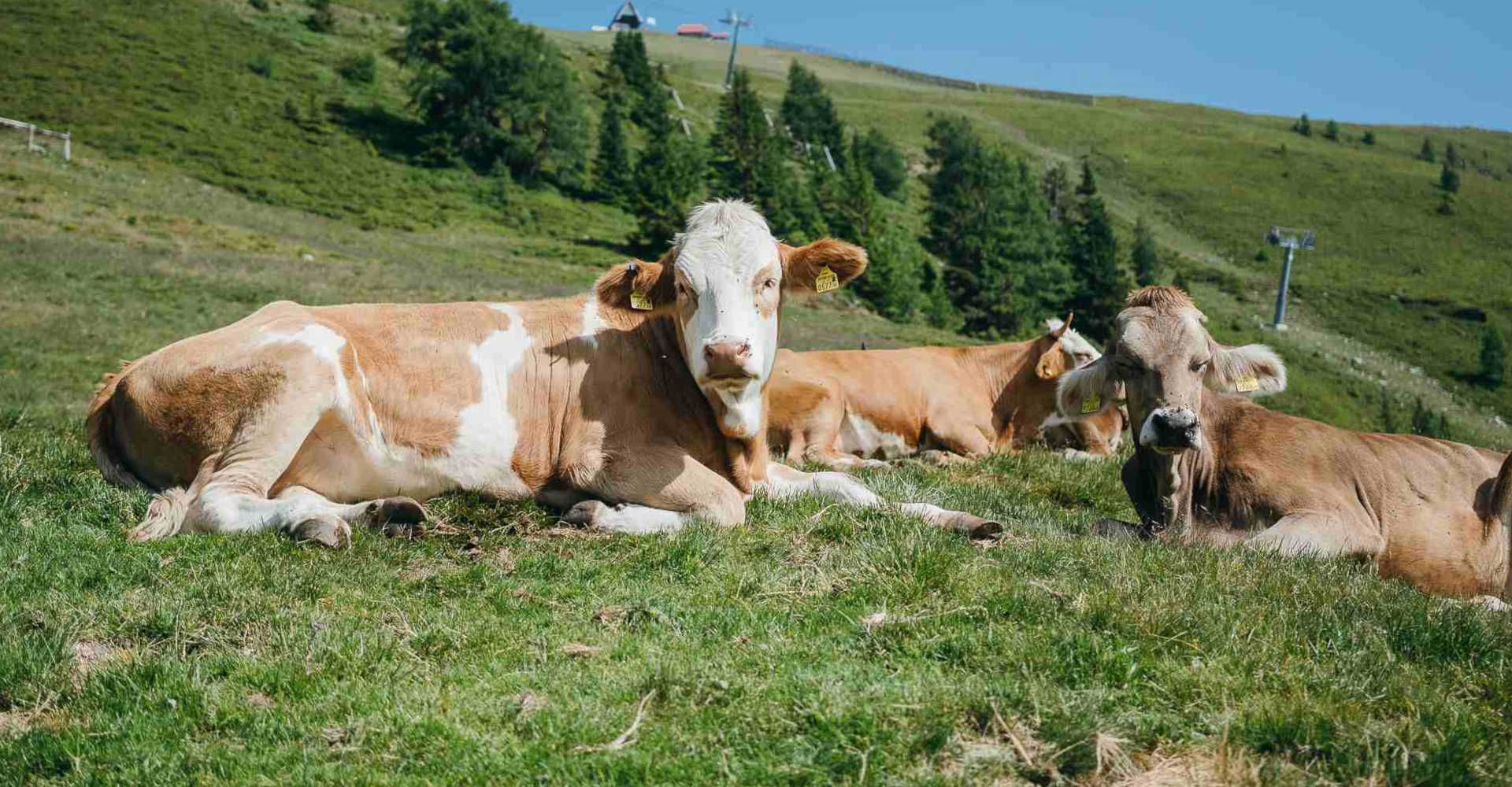 Liegende Kühe in der Wiese