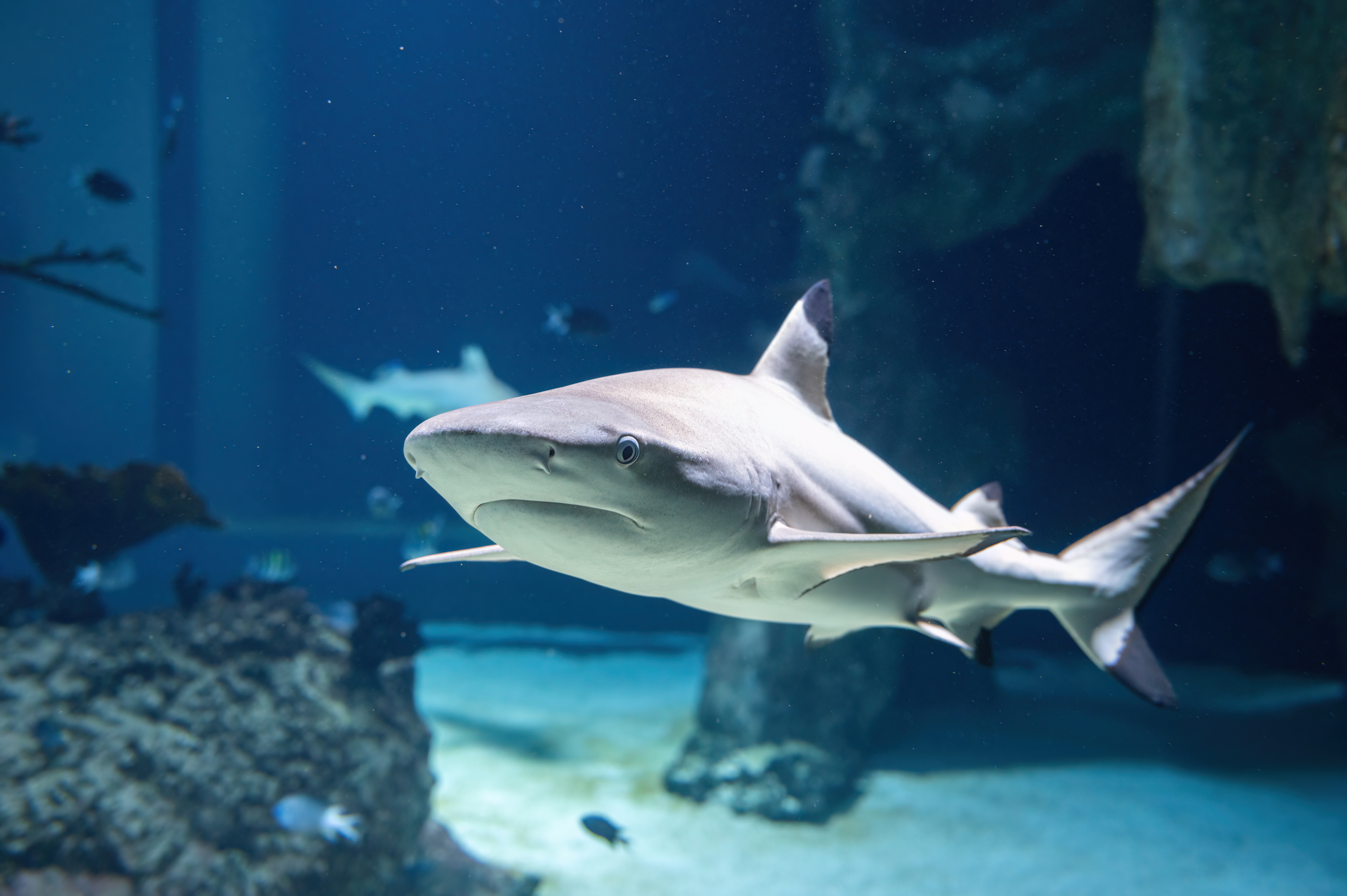 Blacktip reef shark