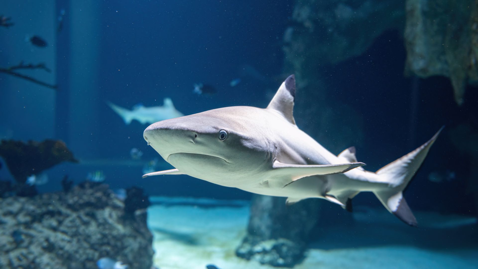 Blacktip reef shark