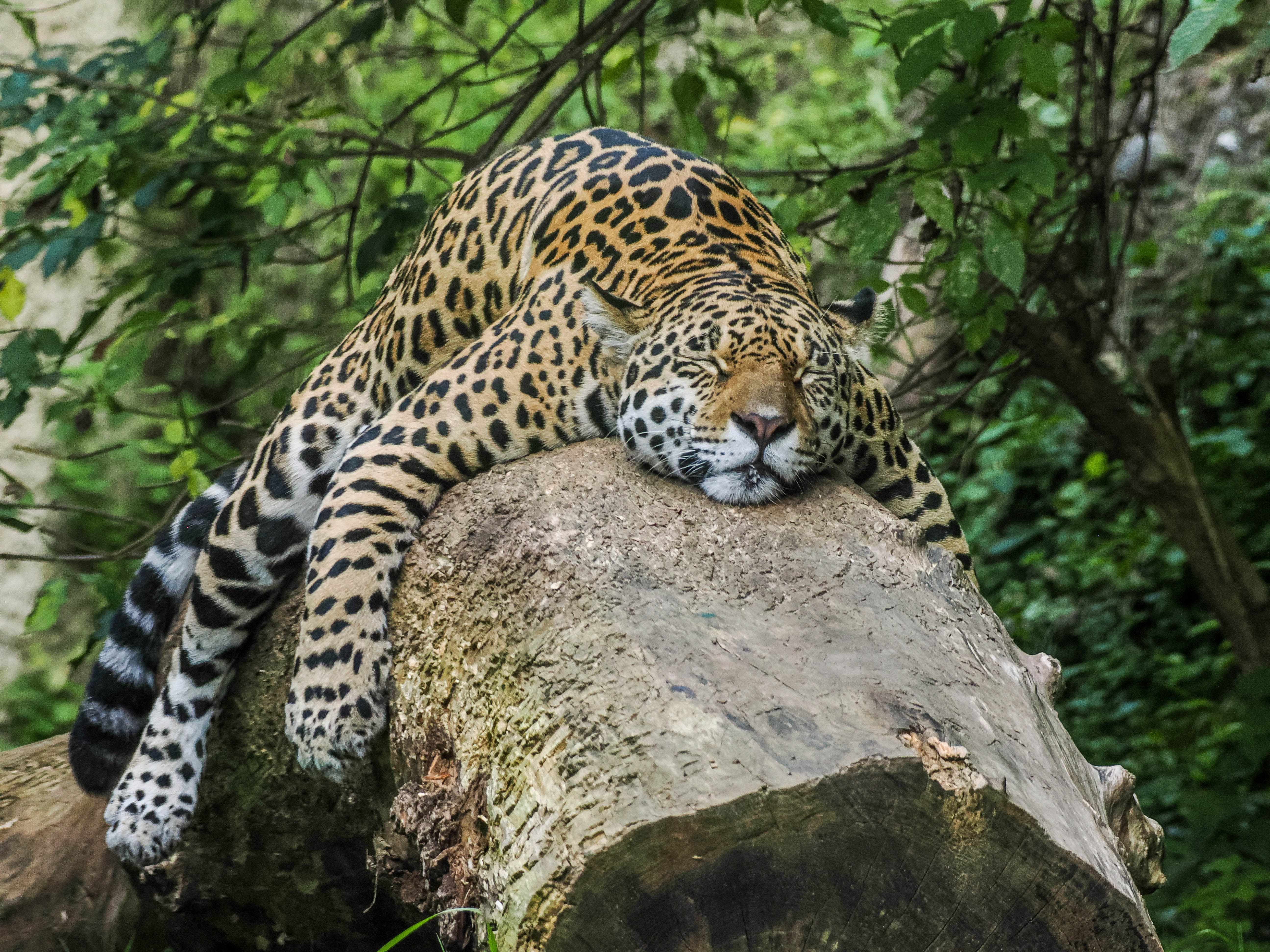 Jaguar