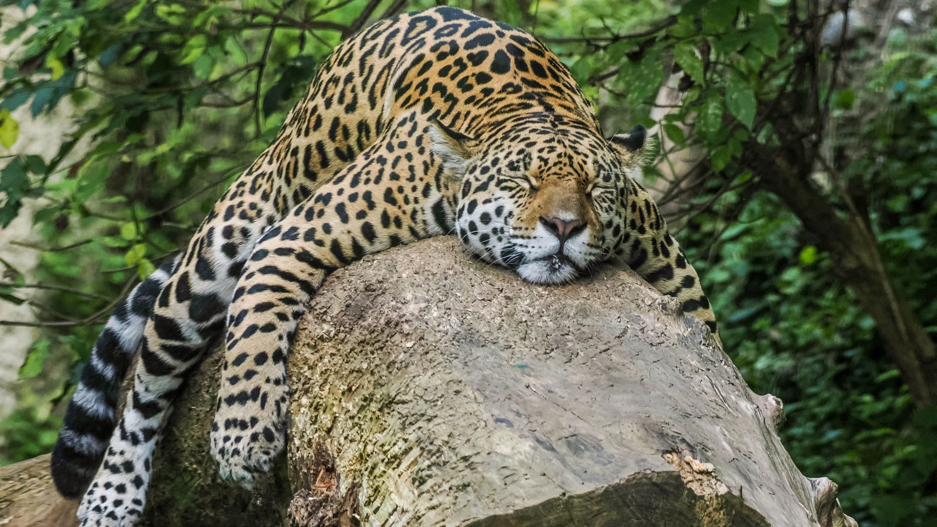 Jaguar
