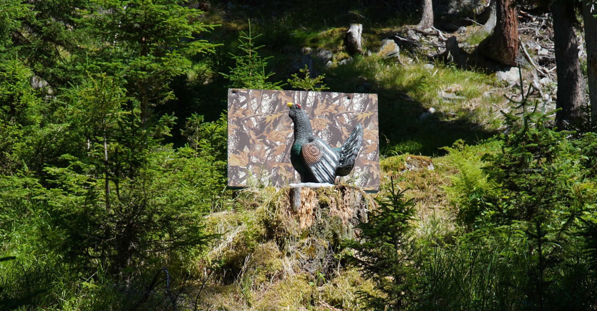 Zielscheibe im Wald