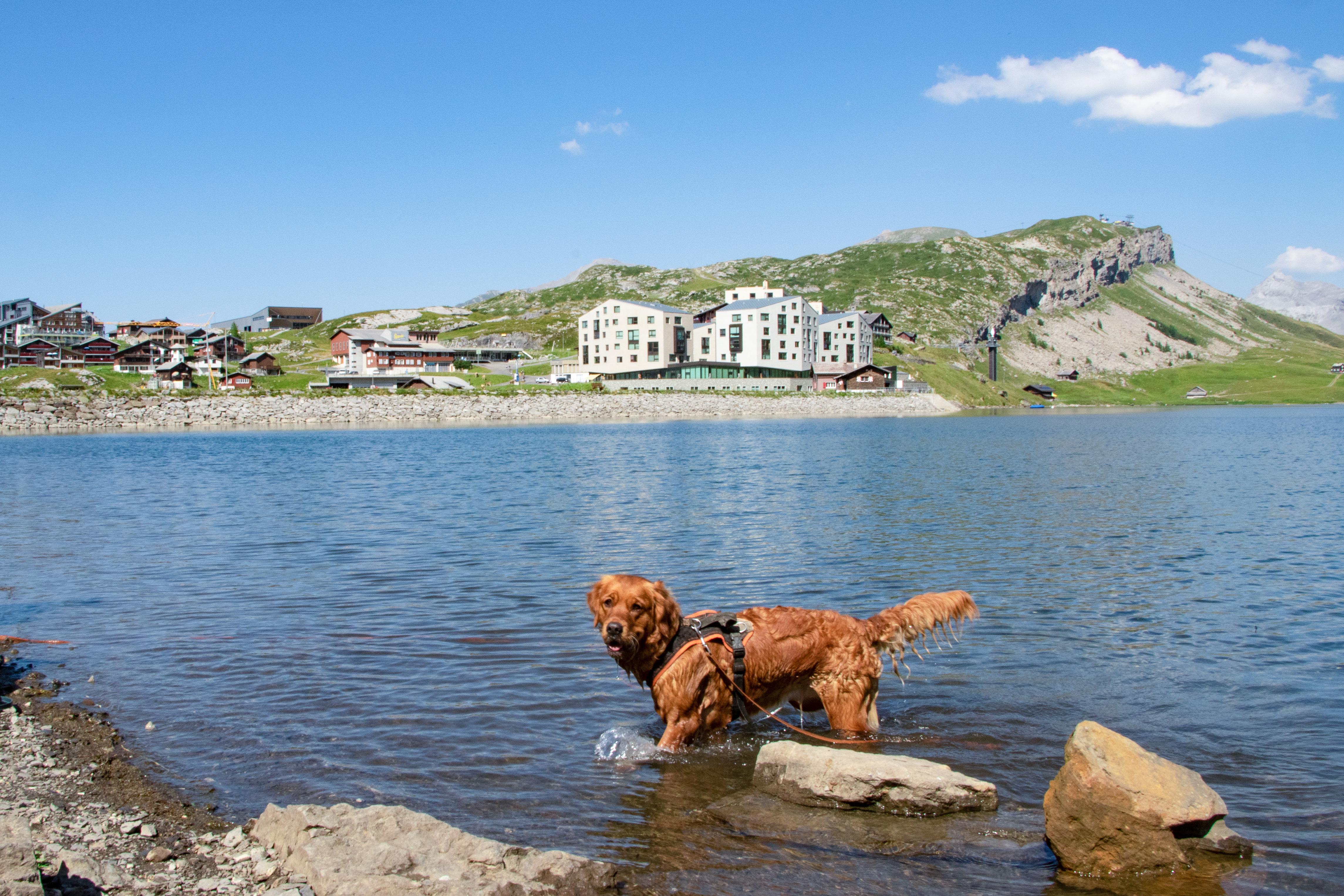 SMF Hund im Sommer