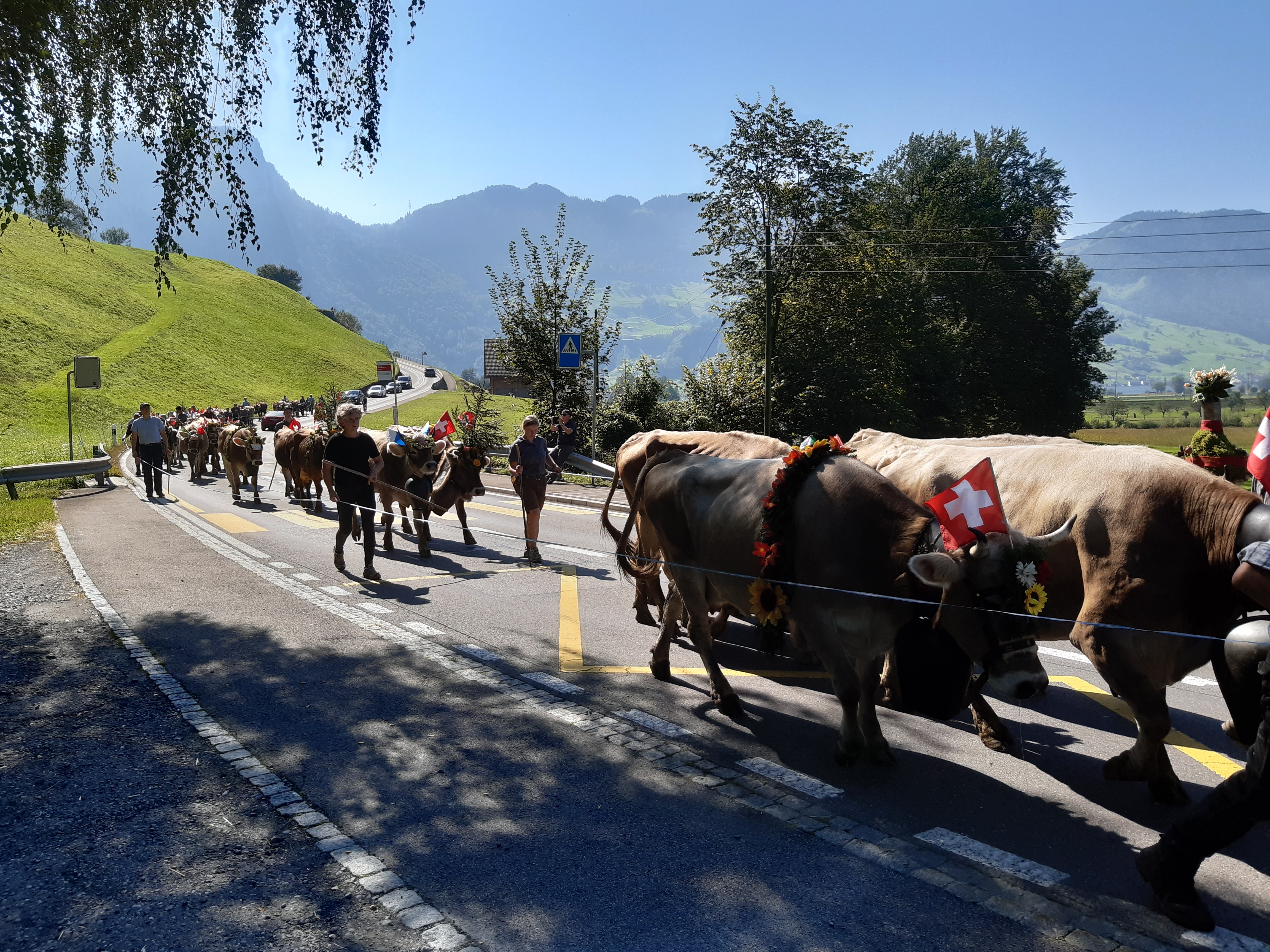 ALPABFAHRT ALP CHRUTEREN -  STEINERBERG