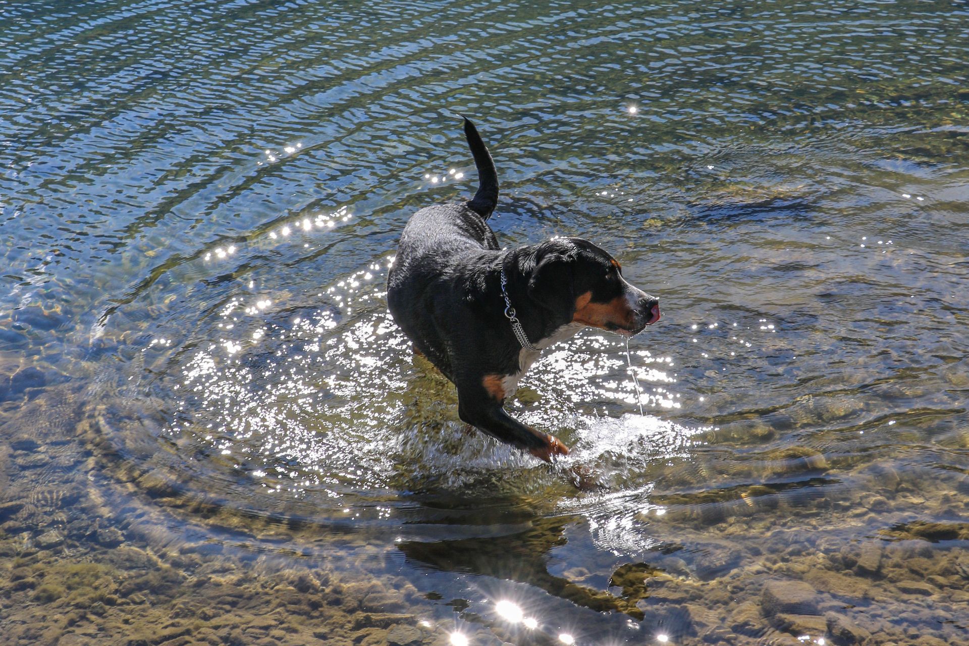mys-Hundetageskarte Sommer-Hund Sommer