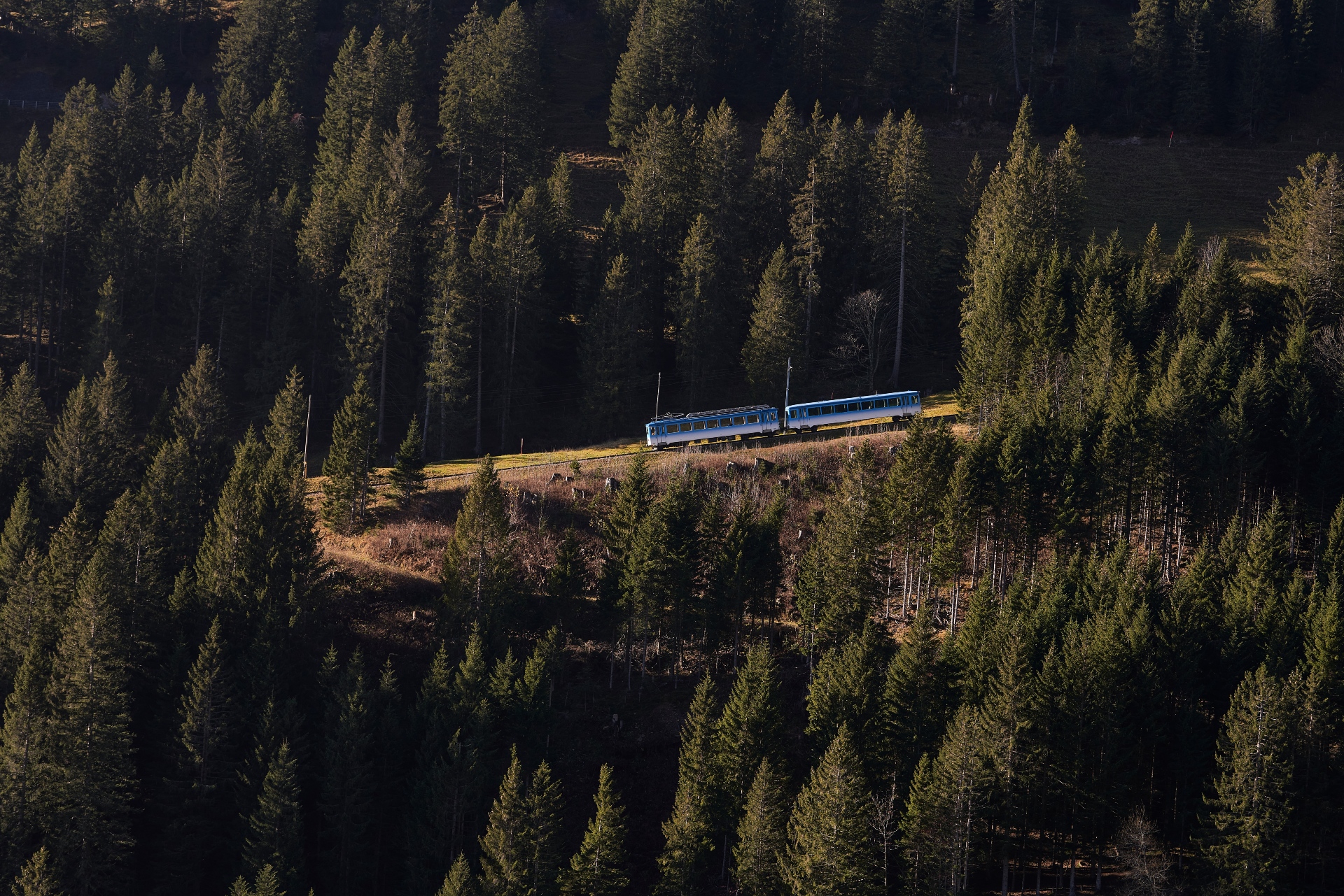 Rigi Ganzjahr Tickets ARB im Wald