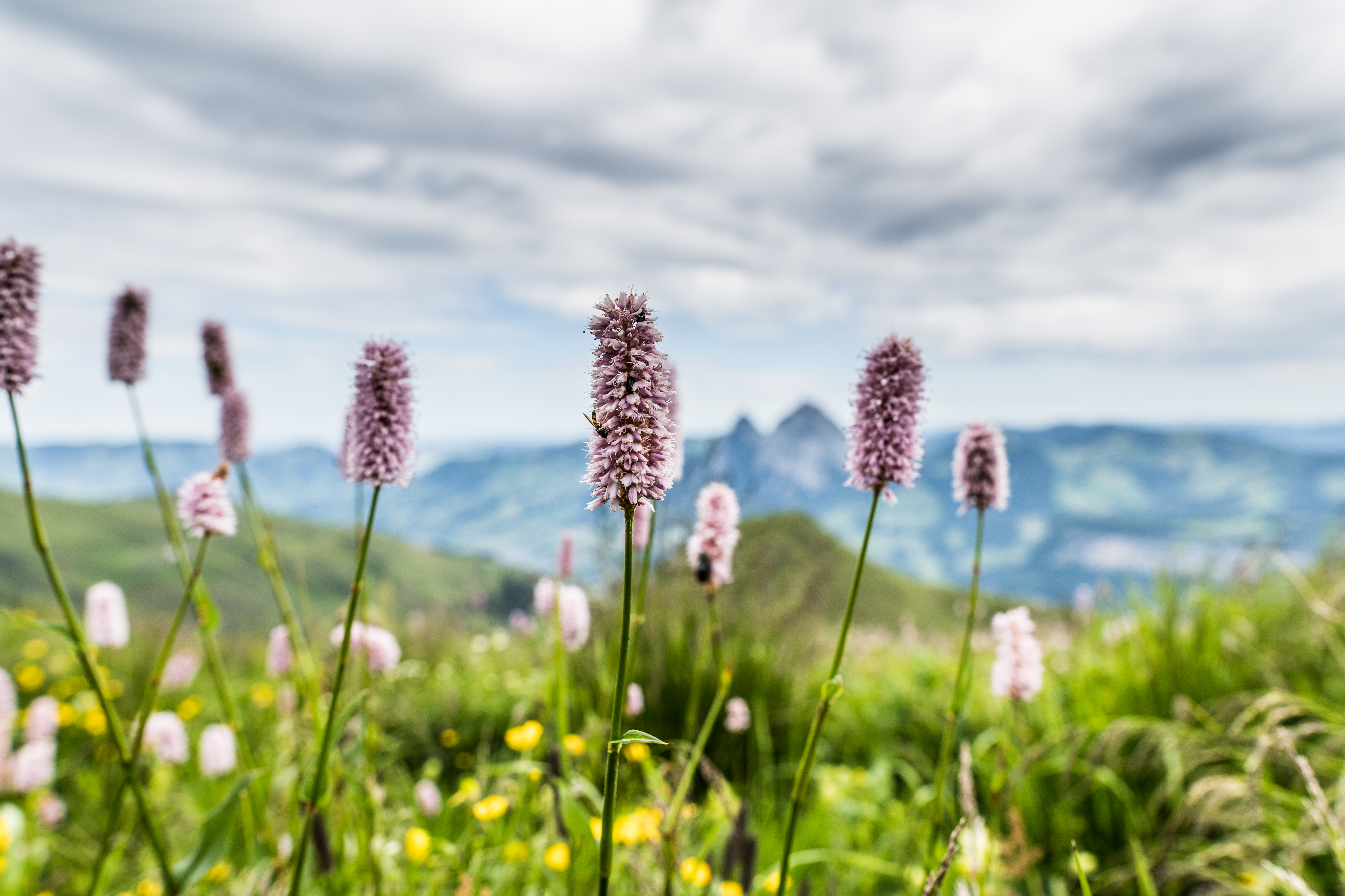 Alpine flowers on a mountain meadow with views of the surrounding landscape.