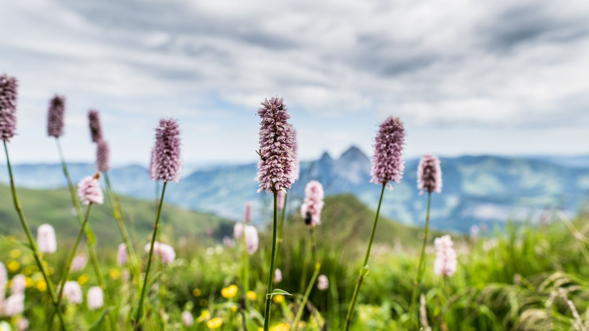 Alpine flowers on a mountain meadow with views of the surrounding landscape.
