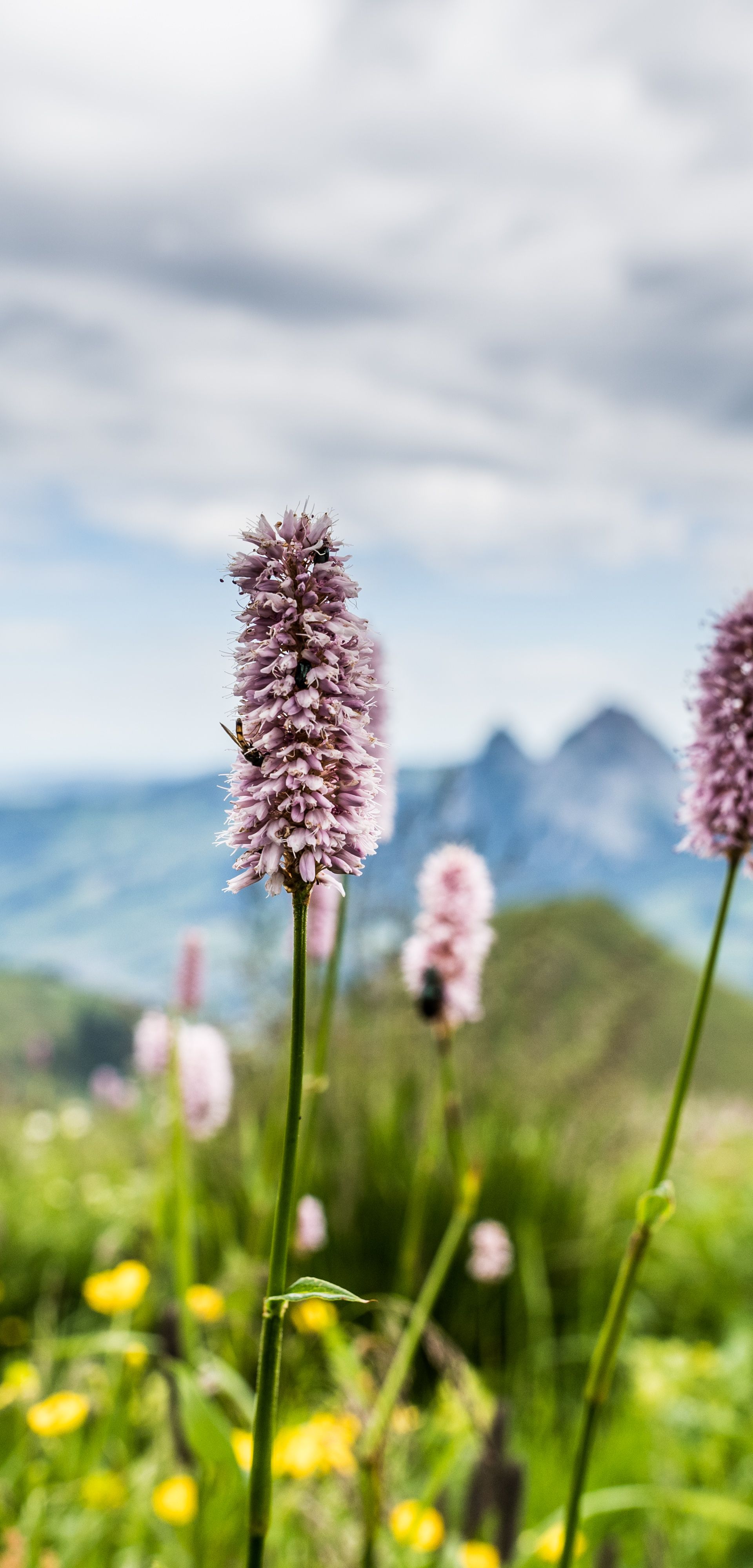 Alpenblumen auf einer Bergwiese mit Blick auf die umliegende Berglandschaft.