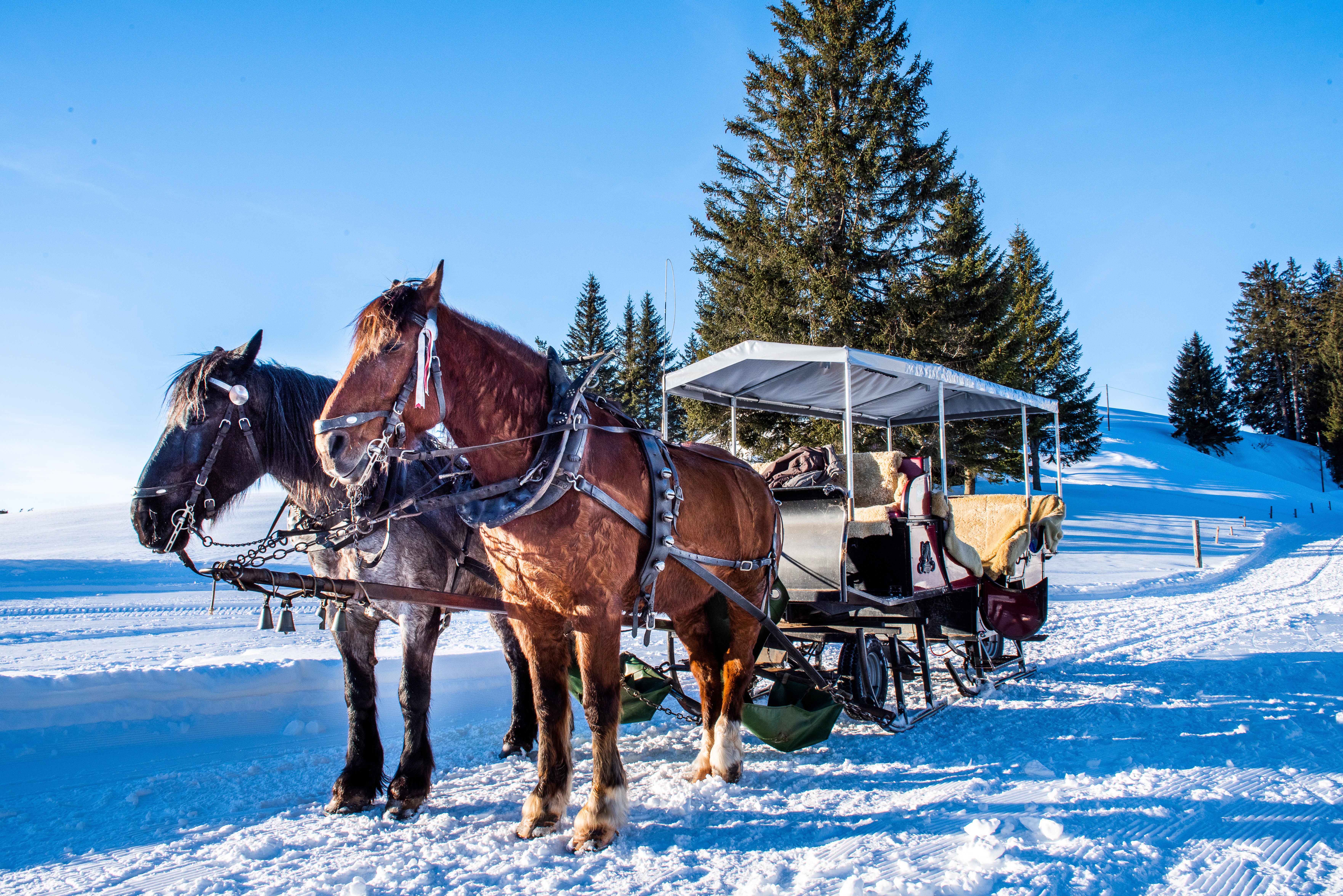 Kutschenfahrt auf Rigi Kaltbad Winter
