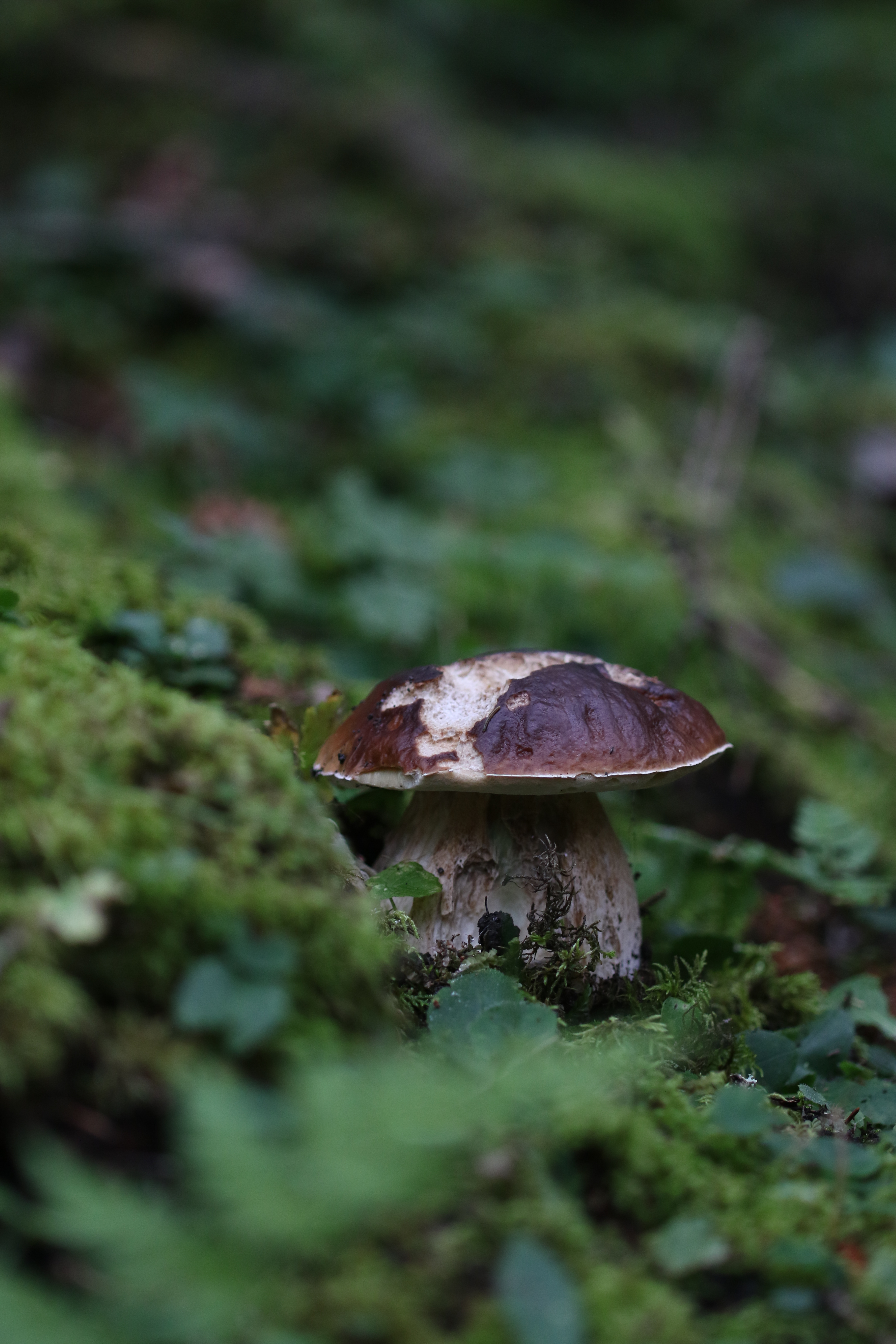 FUNGA EXKURSION MIT DOMINIK IMHOF