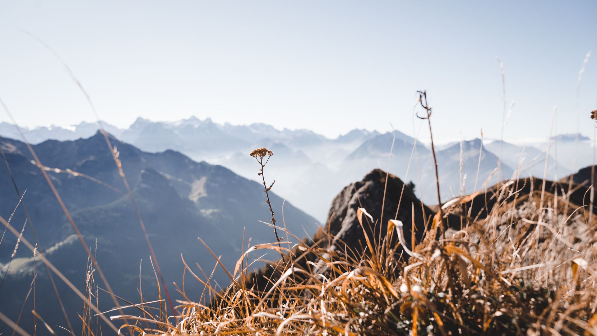 Gräser im Vordergrund auf einem Berggrat mit Blick auf eine weite Alpenlandschaft.