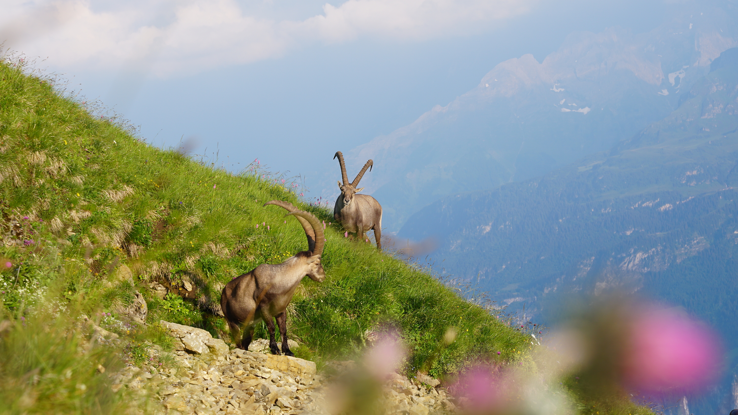 Steinböcke auf dem Brienzer Rothorn