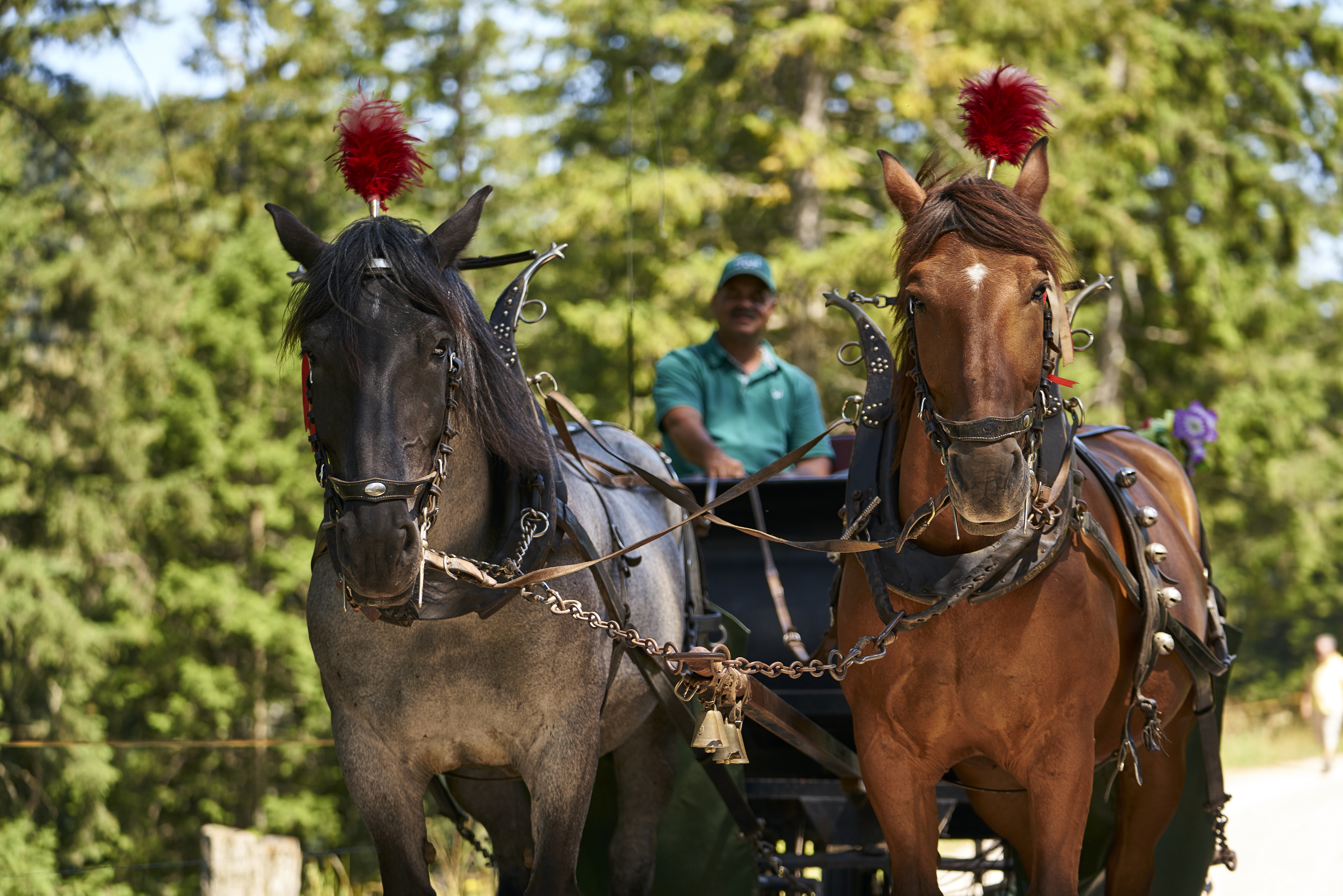 Kutschenfahrt auf Rigi Kaltbad Sommer