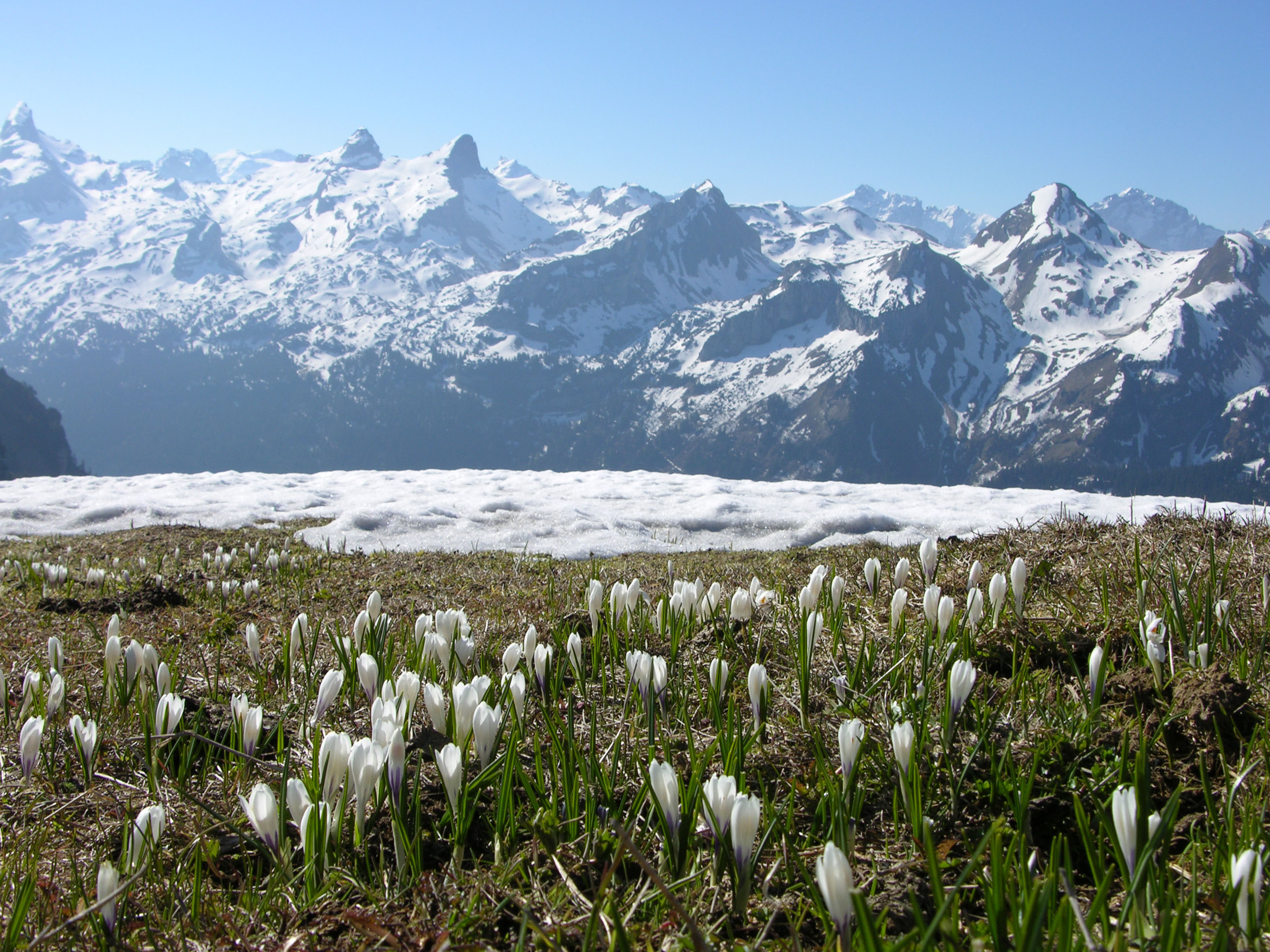 Schneebedeckte Alpenberge im Hintergrund, davor eine Wiese mit zahlreichen weissen Krokussen unter klarem Himmel.
