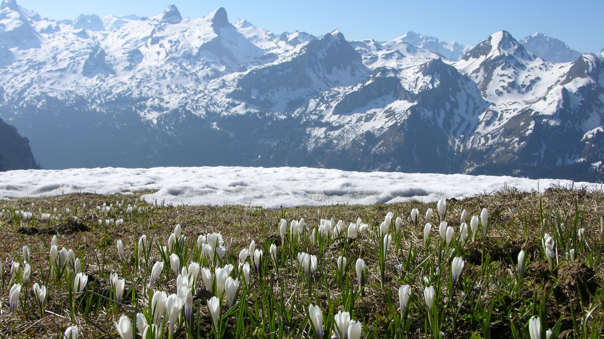 Schneebedeckte Alpenberge im Hintergrund, davor eine Wiese mit zahlreichen weissen Krokussen unter klarem Himmel.