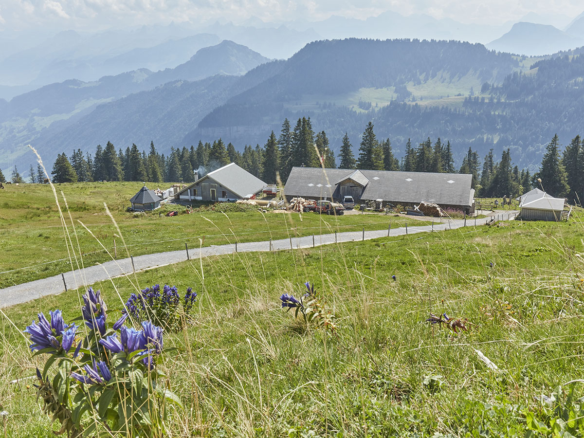 Alpwirtschaft Chäserenholz - Alpwirtschaft Chäserenholz Frühling