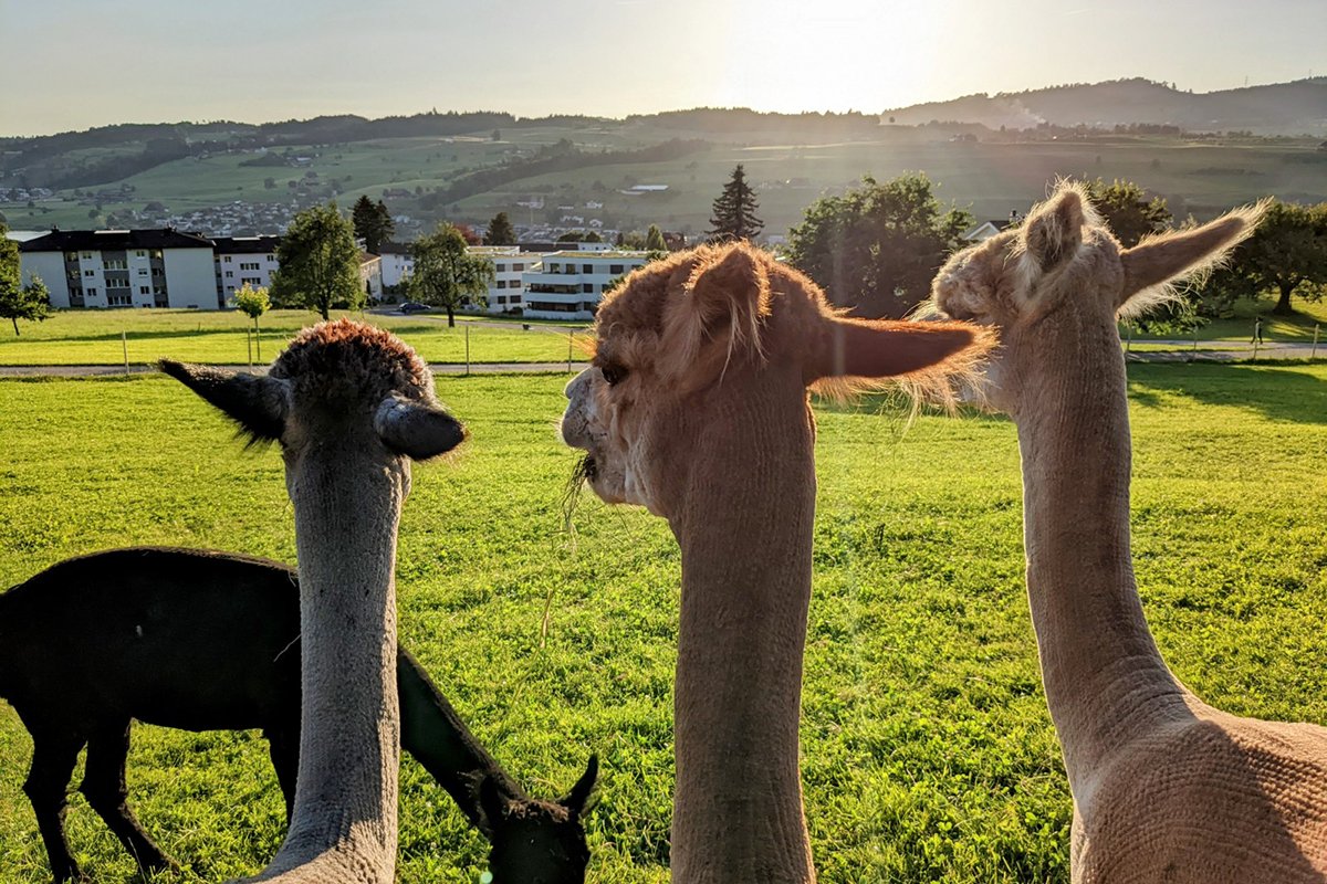 Hof Stadelmatt - Hof Stadelmatt